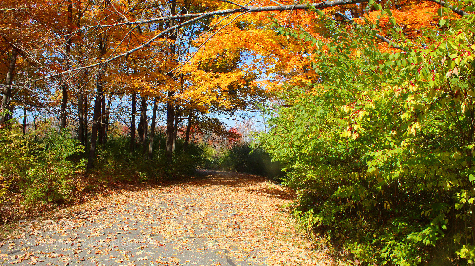 Canon EOS 600D (Rebel EOS T3i / EOS Kiss X5) sample photo. Fall leaves path photography
