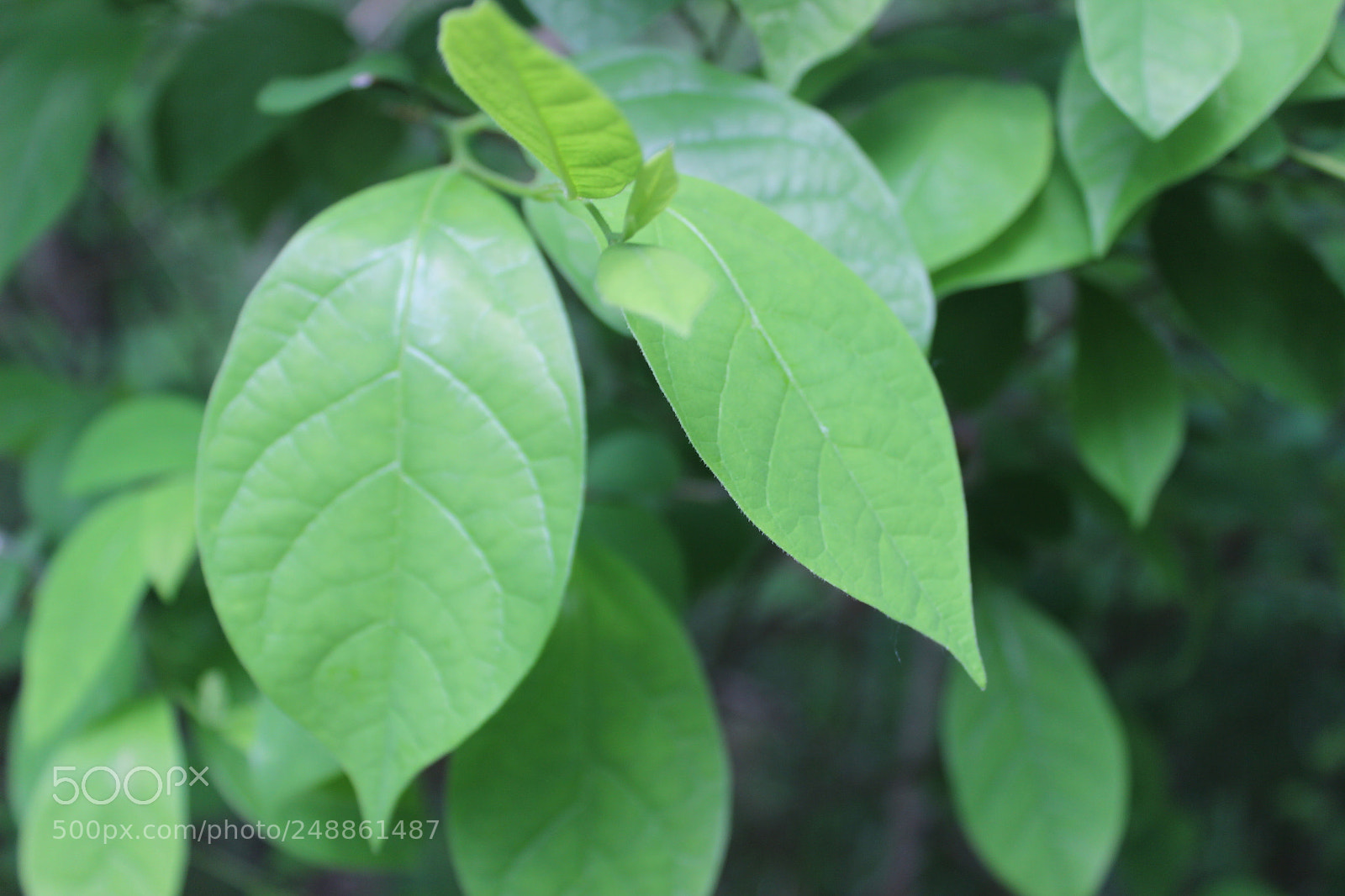 Canon EOS 600D (Rebel EOS T3i / EOS Kiss X5) sample photo. Green leaves photography