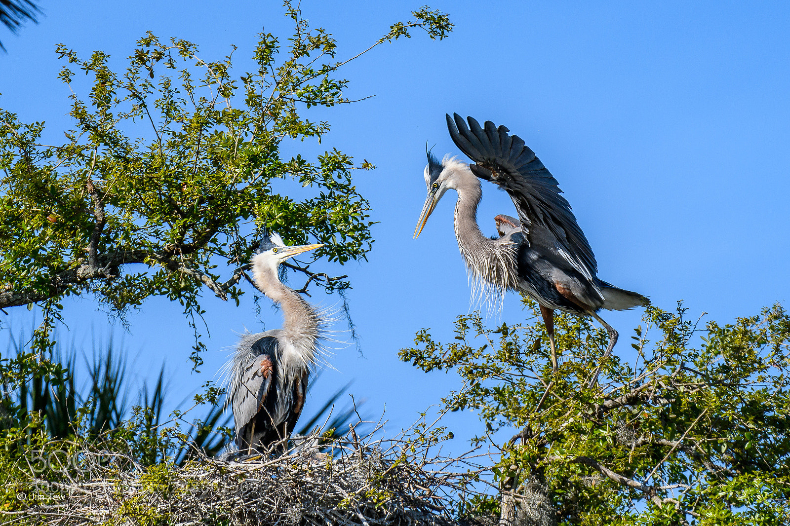 Nikon D7500 sample photo. Great blue herons photography