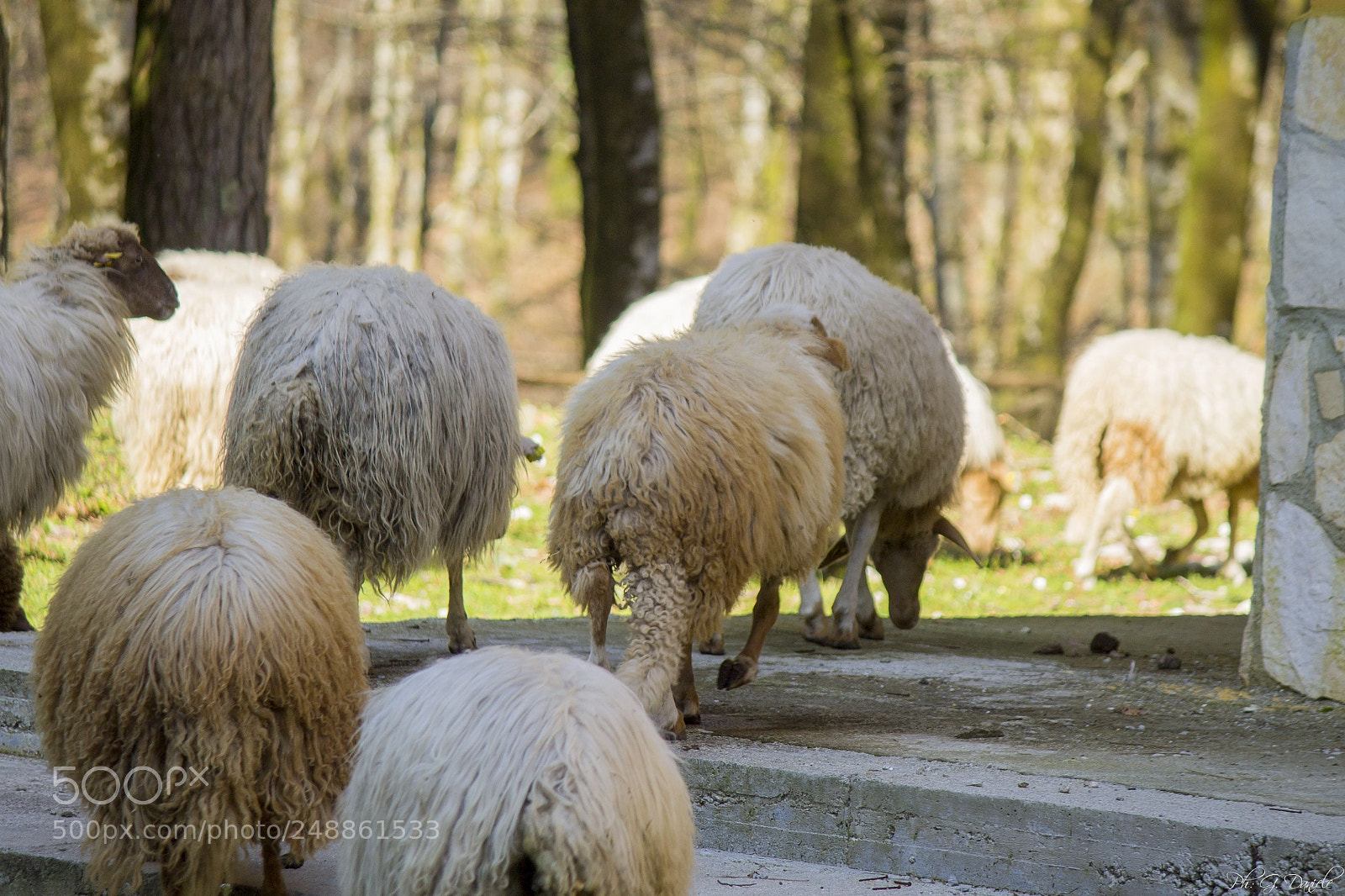 Canon EOS 1100D (EOS Rebel T3 / EOS Kiss X50) sample photo. Sheep photography
