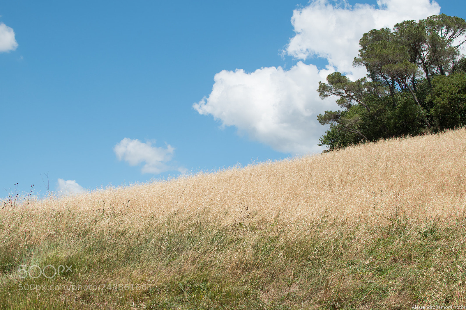 Nikon D5500 sample photo. Colors of summer photography