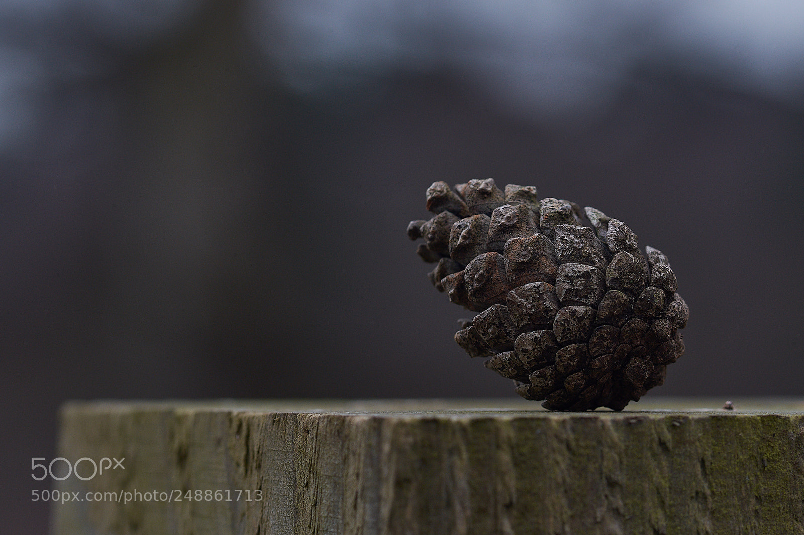 Nikon D7200 sample photo. Untitled photography