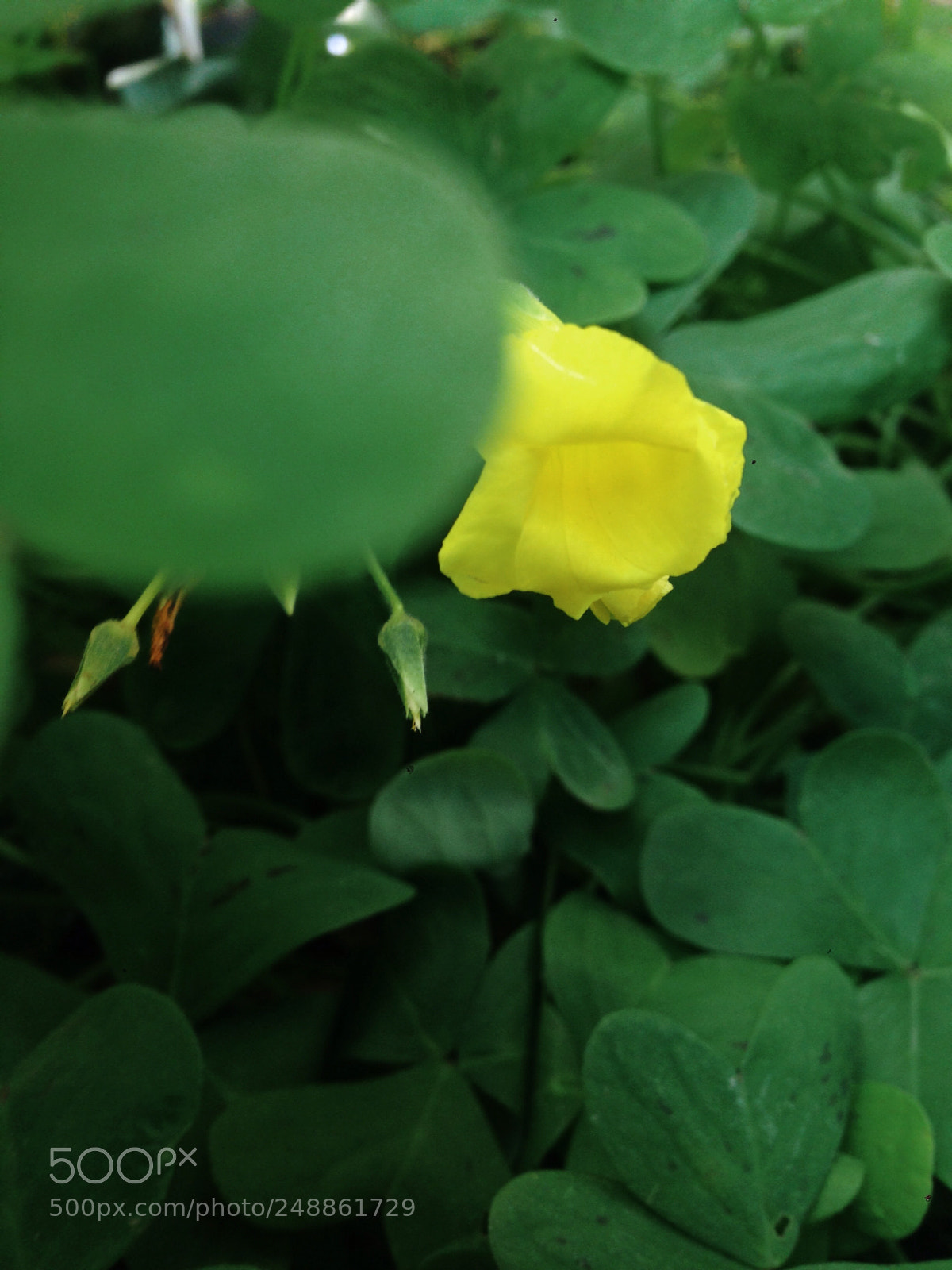 Apple iPhone 5 sample photo. ??? photography