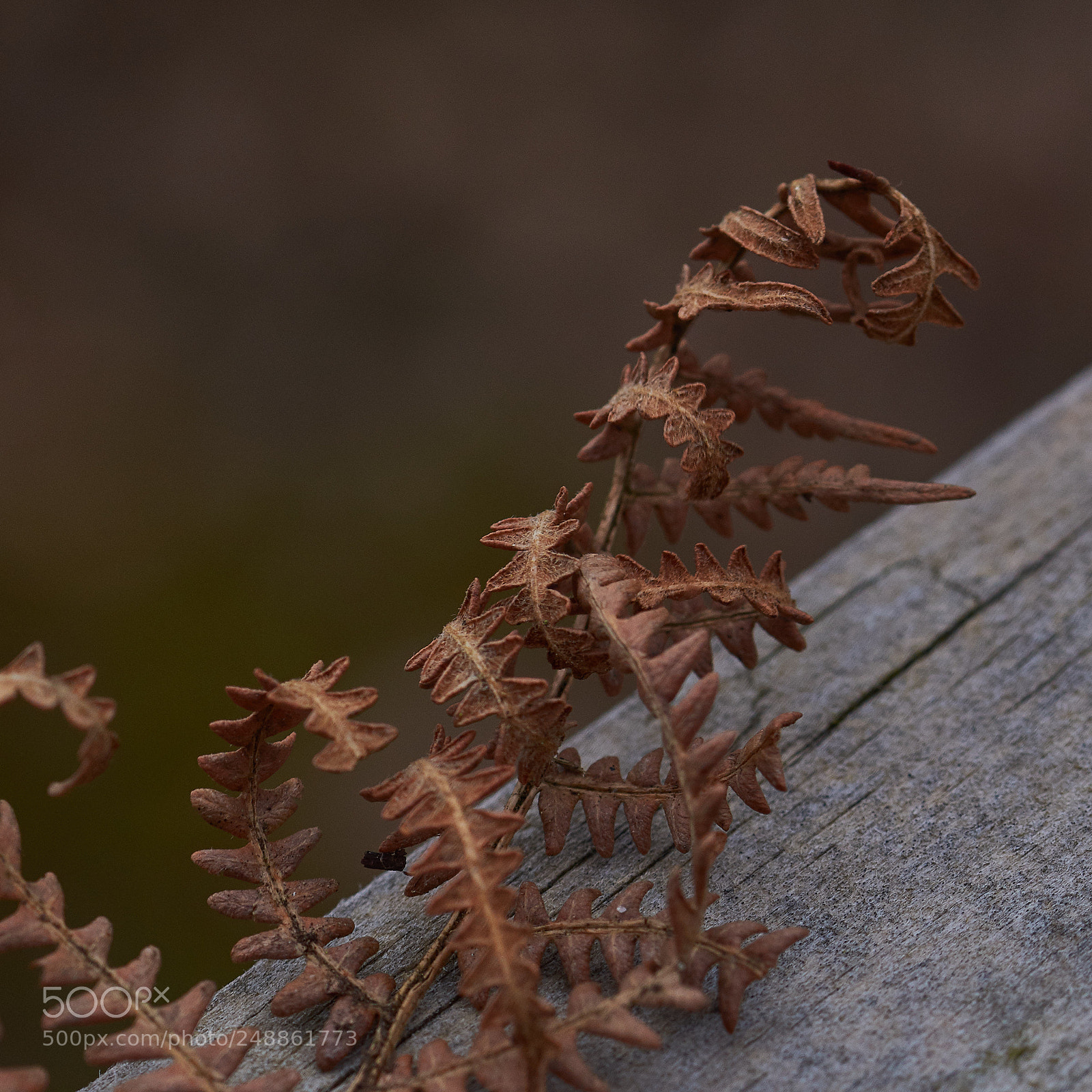 Nikon D7200 sample photo. Fern photography