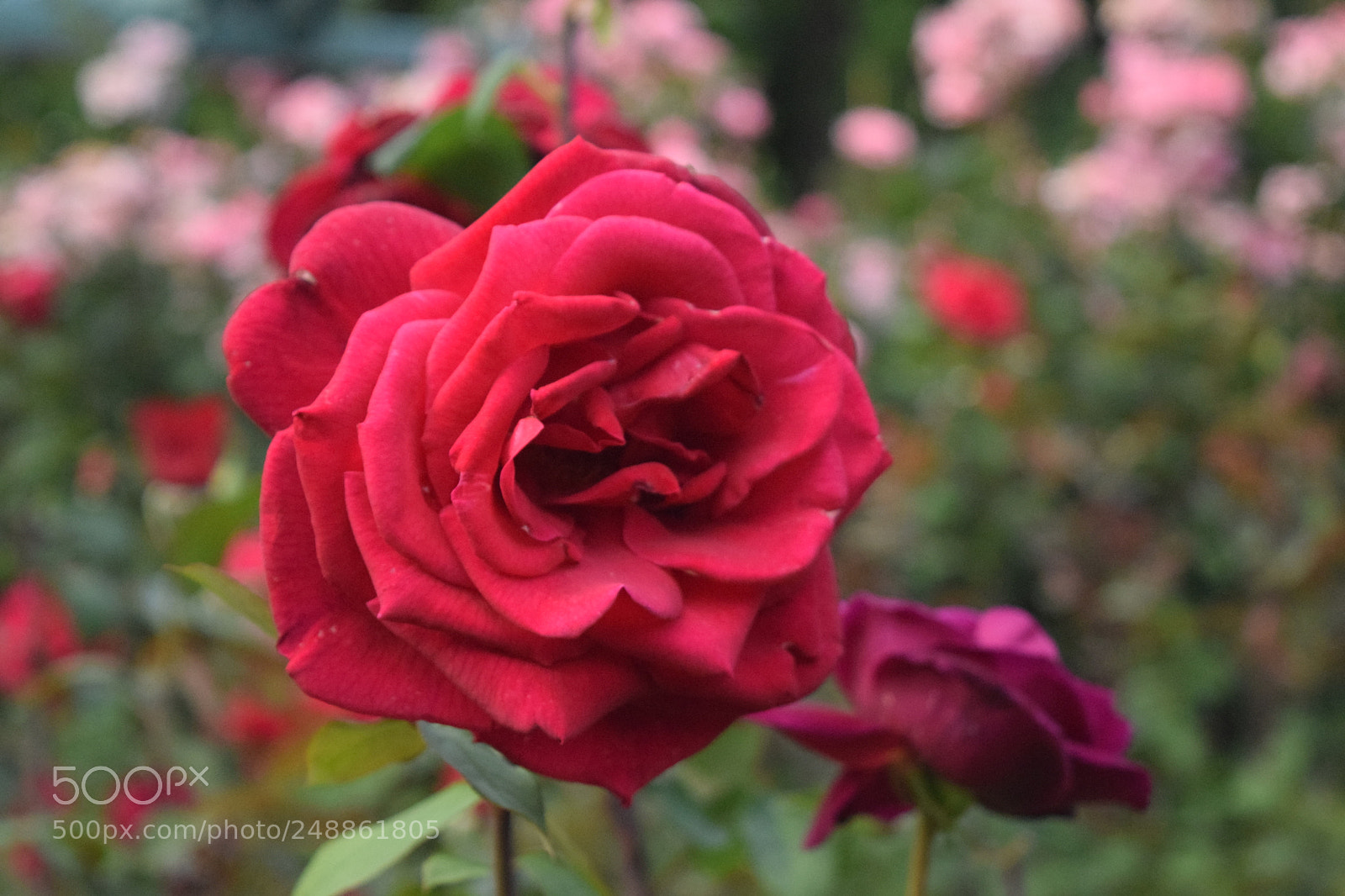 Nikon D3300 sample photo. A rose photography