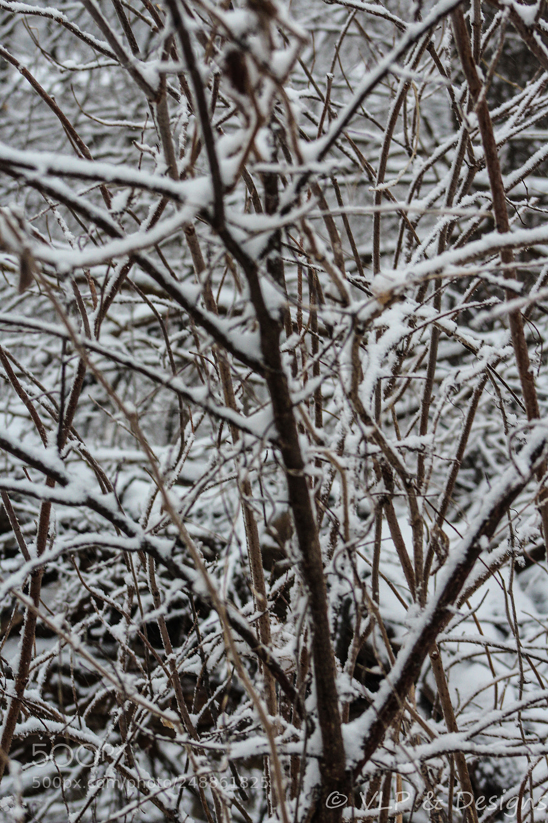Canon EOS 1200D (EOS Rebel T5 / EOS Kiss X70 / EOS Hi) sample photo. Snow covered branches photography