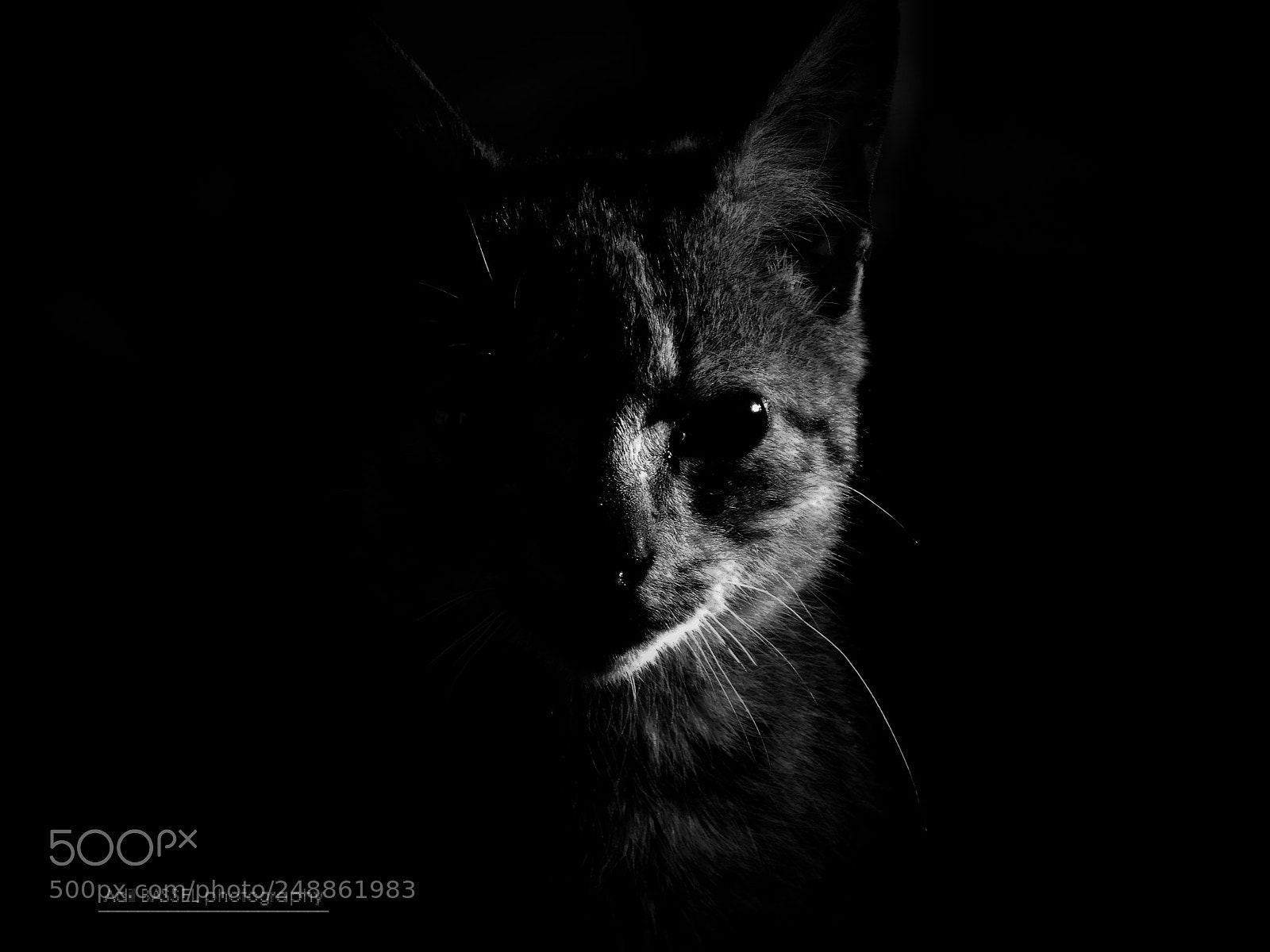 Nikon Coolpix L840 sample photo. Cat portrait photography