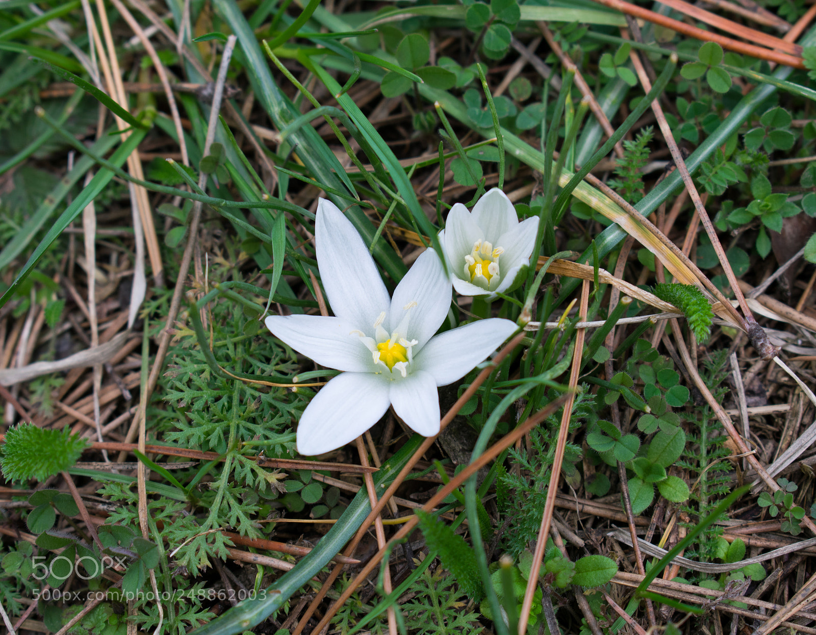 Nikon D3400 sample photo. Spring is in the photography