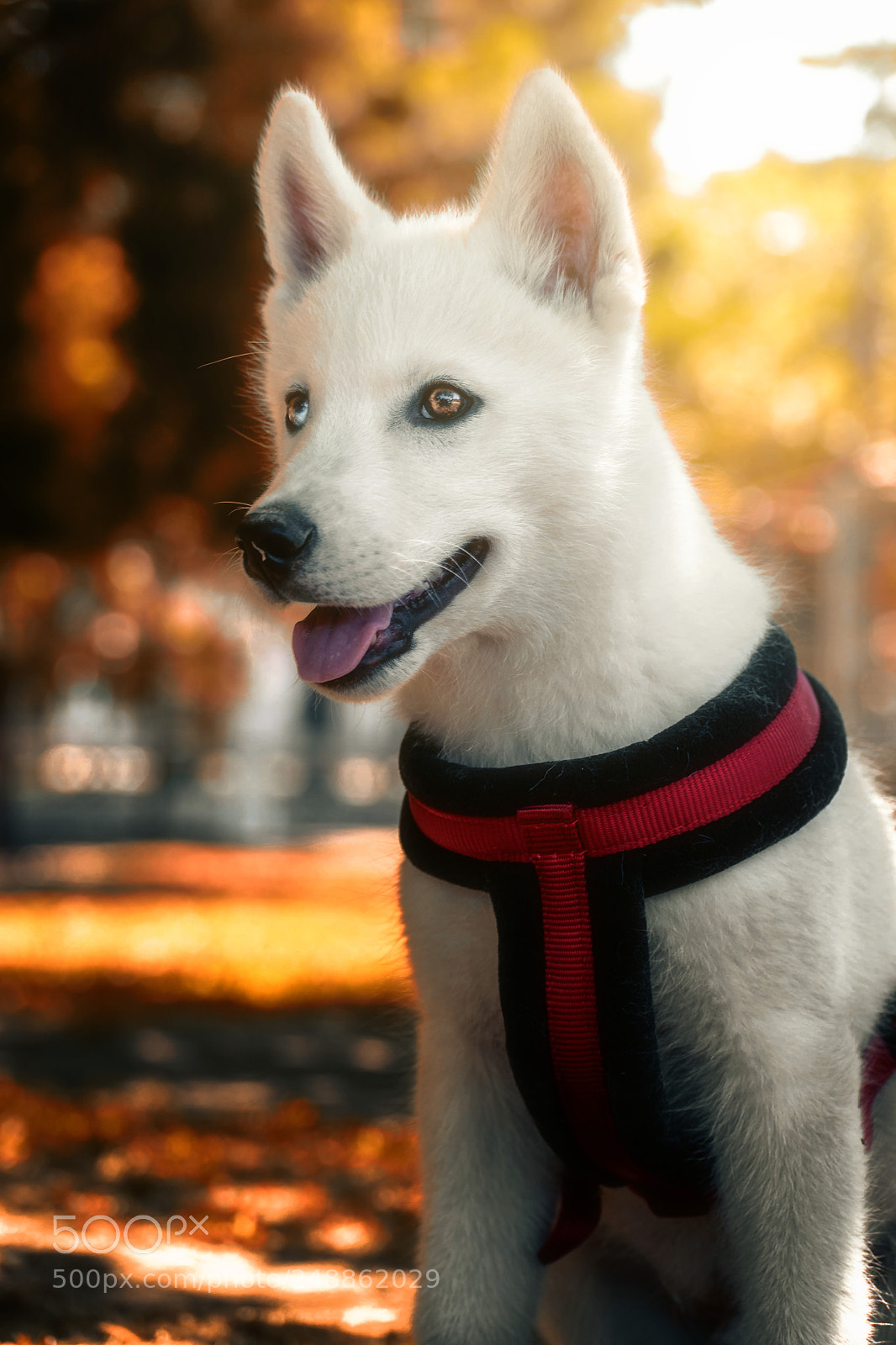 Nikon D3300 sample photo. Cute  puppy husky photography