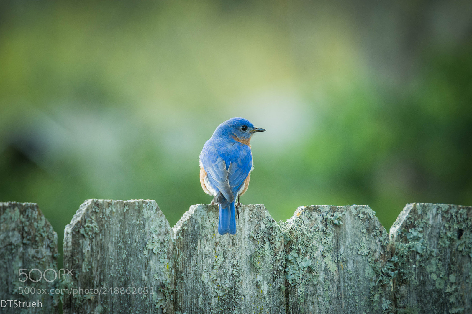 Nikon D7200 sample photo. Blue bird on fence photography