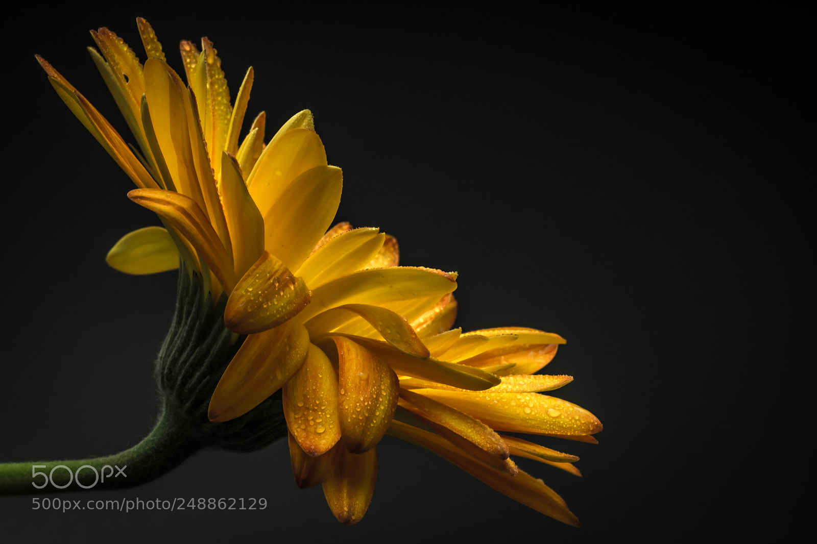 Nikon D5200 sample photo. Flora photography