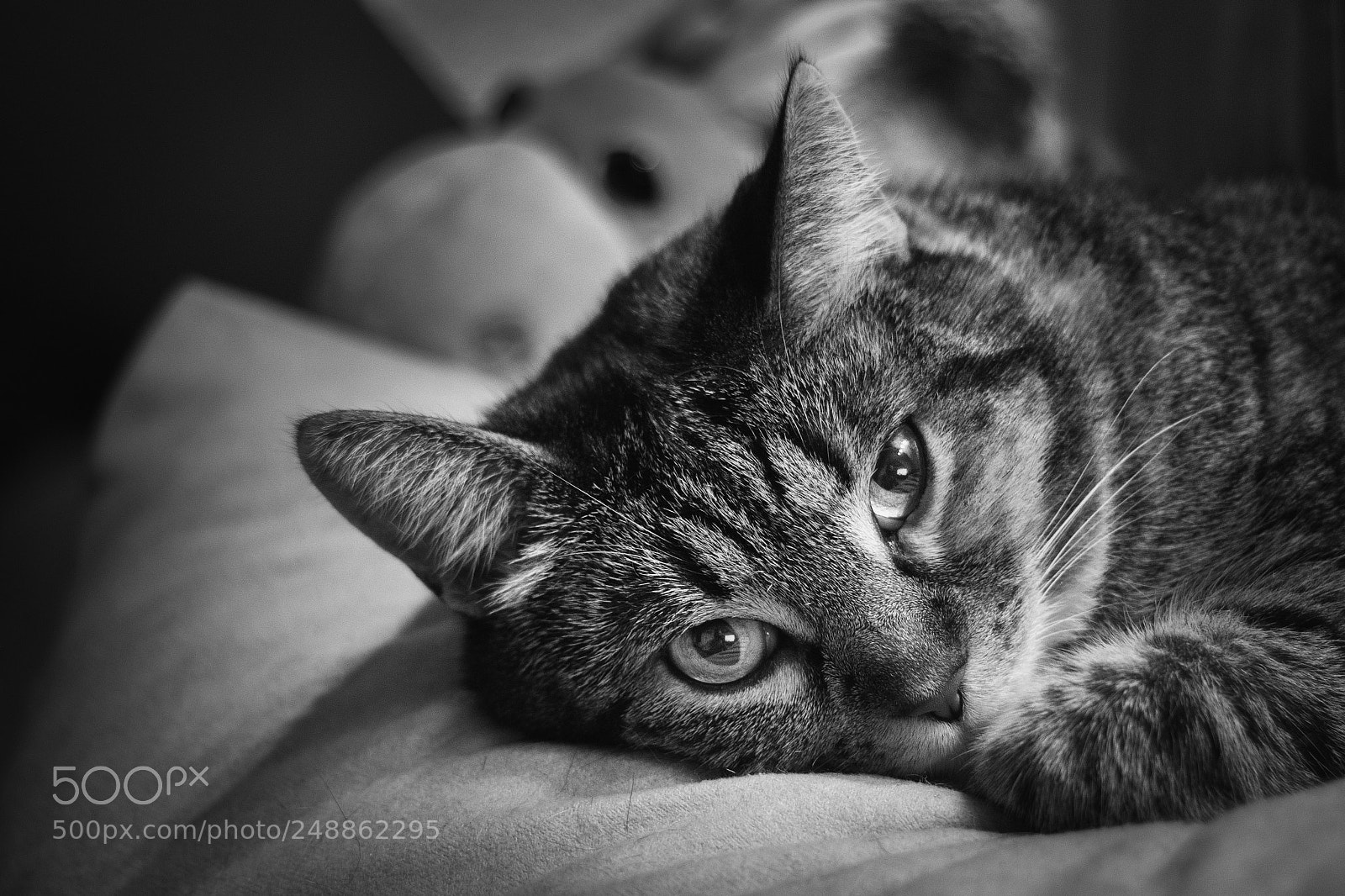 Nikon D500 sample photo. Sleepy photography