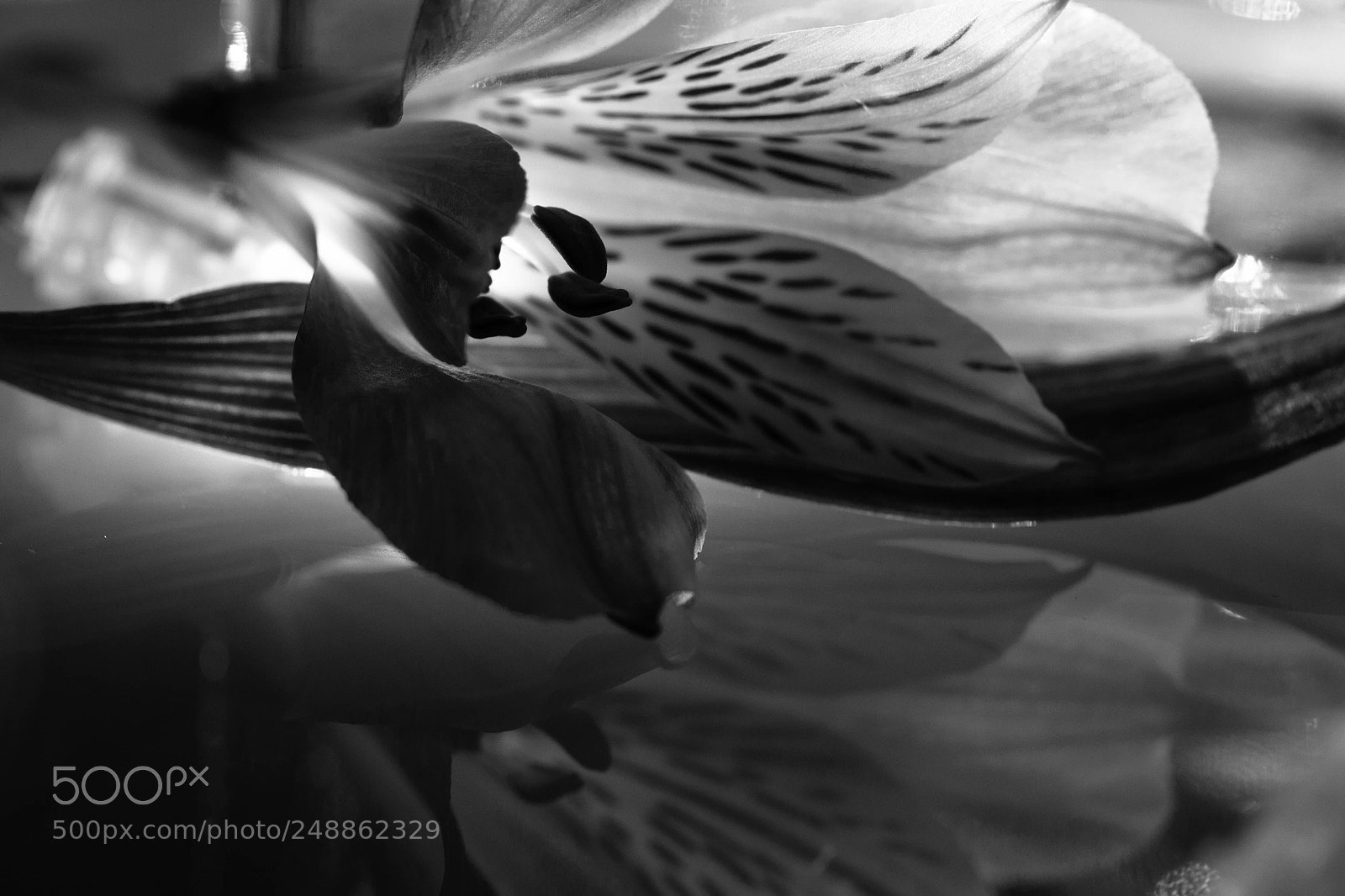 Canon EOS 600D (Rebel EOS T3i / EOS Kiss X5) sample photo. Flower black & white photography
