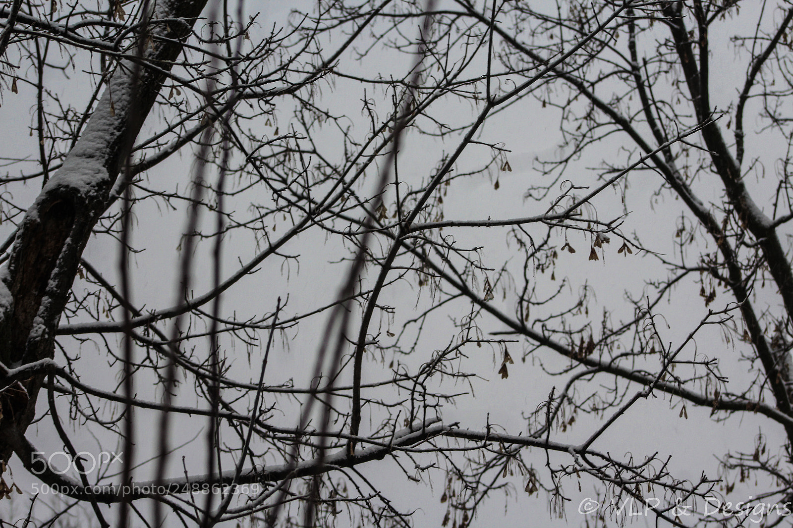 Canon EOS 1200D (EOS Rebel T5 / EOS Kiss X70 / EOS Hi) sample photo. Snow fogged photography