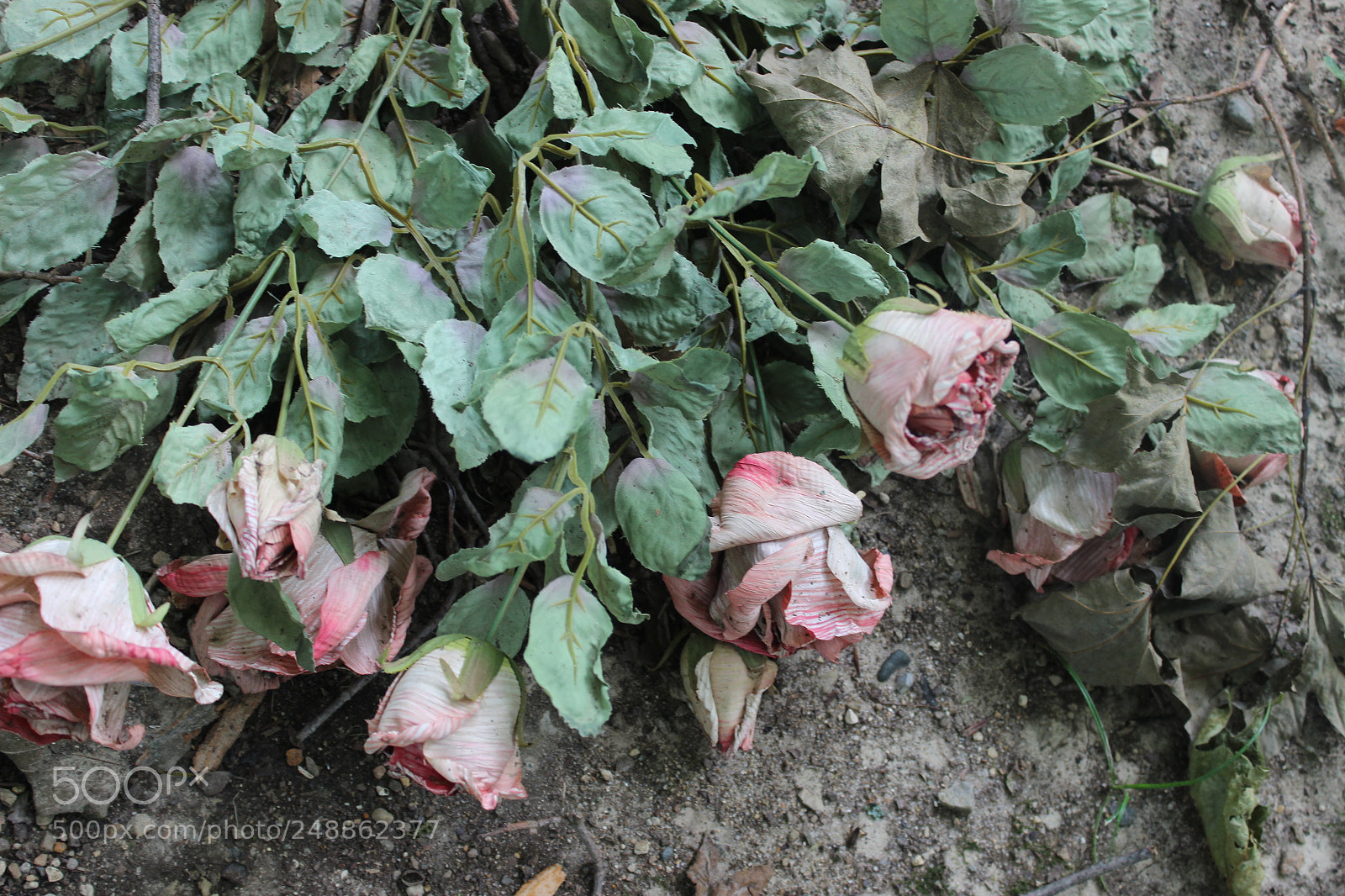 Canon EOS 600D (Rebel EOS T3i / EOS Kiss X5) sample photo. Dead flowers photography