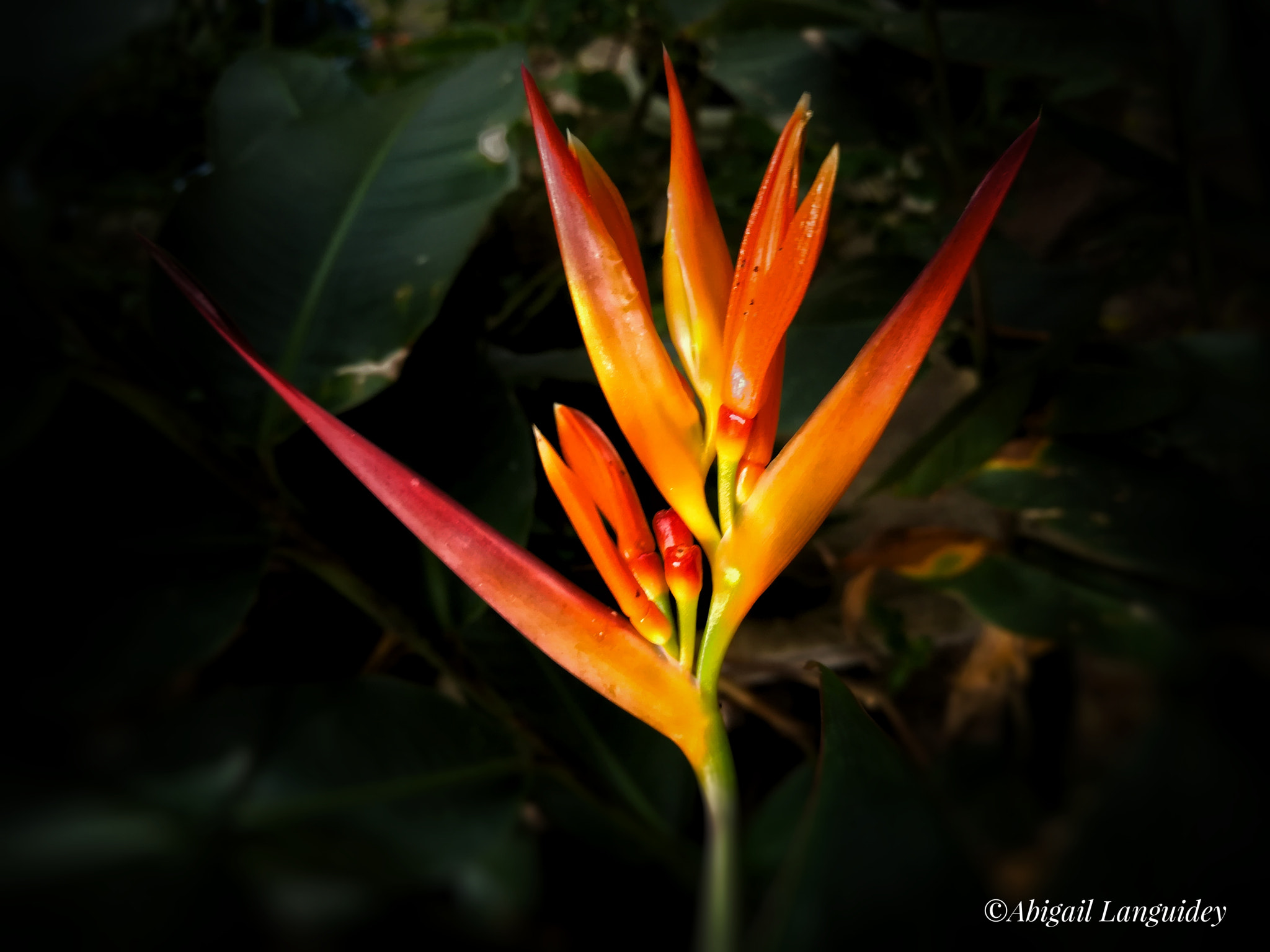 HUAWEI MATE 9 LITE sample photo. Ave de paraiso photography
