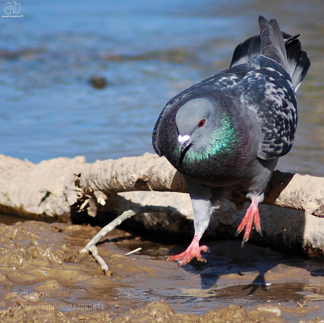 Nikon D60 sample photo. Untitled photography