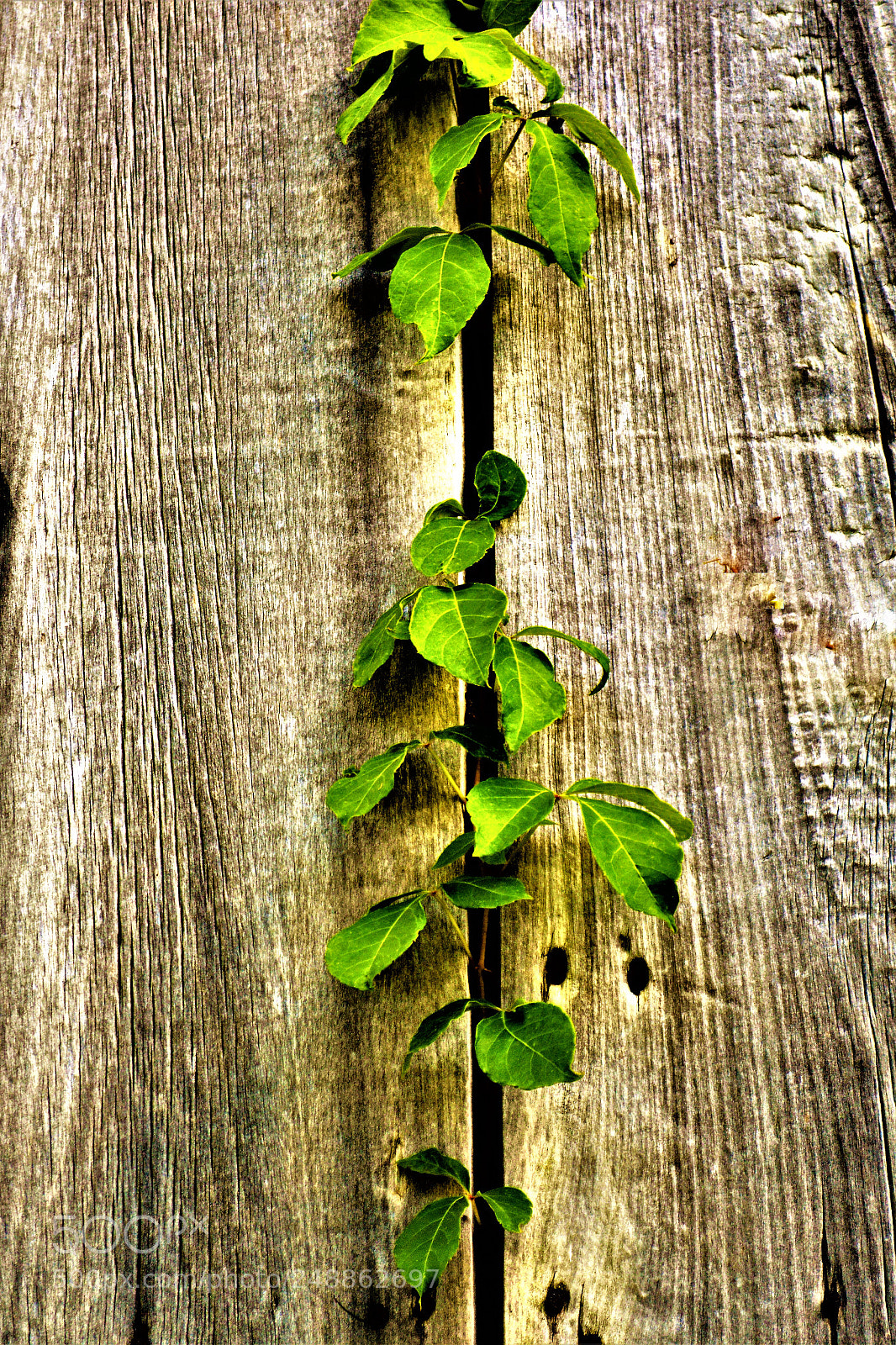 Nikon D5200 sample photo. Everyware photography