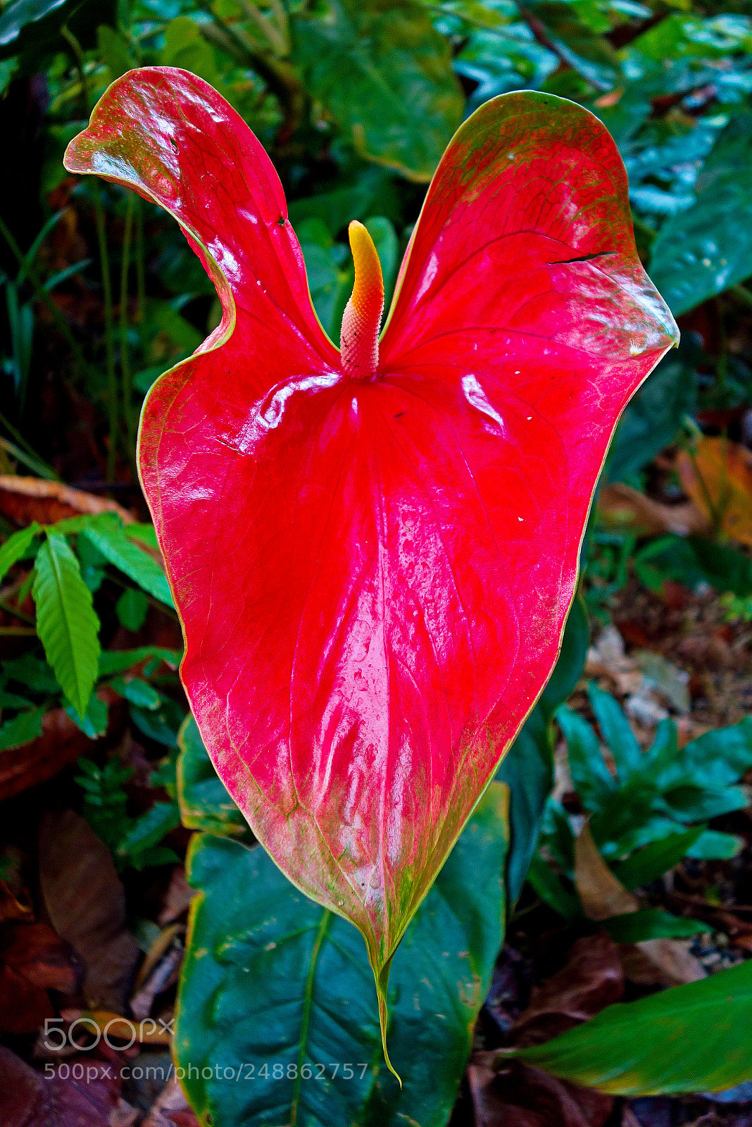 Sony Cyber-shot DSC-RX100 sample photo. Giant red anthurium photography