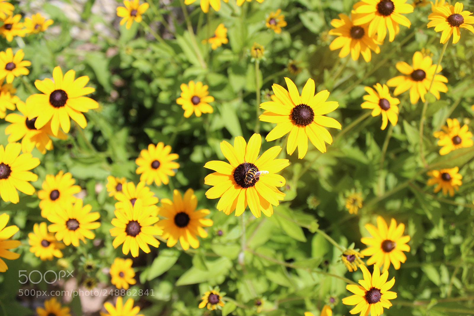 Canon EOS 600D (Rebel EOS T3i / EOS Kiss X5) sample photo. Sunflower bunch photography