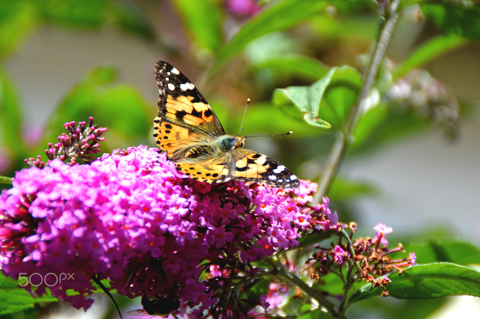 Nikon D3300 sample photo. Butterfly photography
