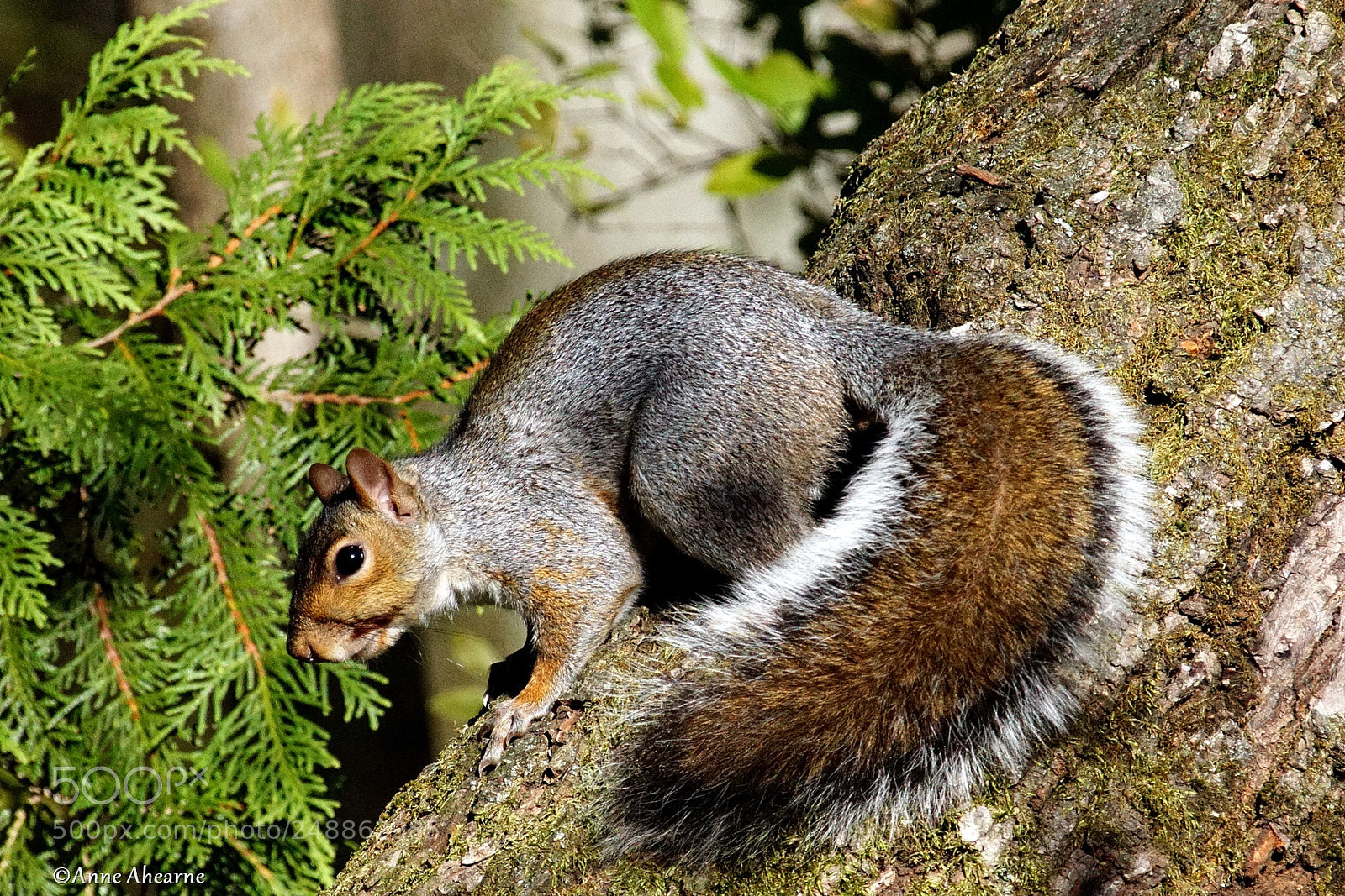 Sony ILCA-77M2 sample photo. Eastern gray squirrel photography