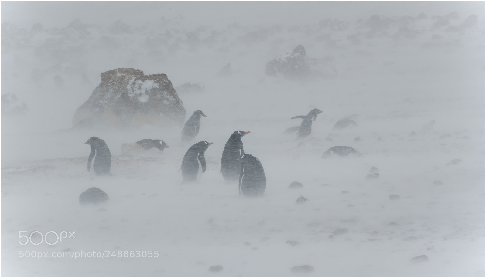 Nikon D850 sample photo. Blizzard photography