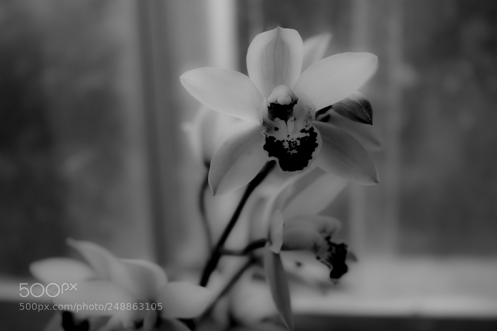 Canon EOS 750D (EOS Rebel T6i / EOS Kiss X8i) sample photo. Black & white photography