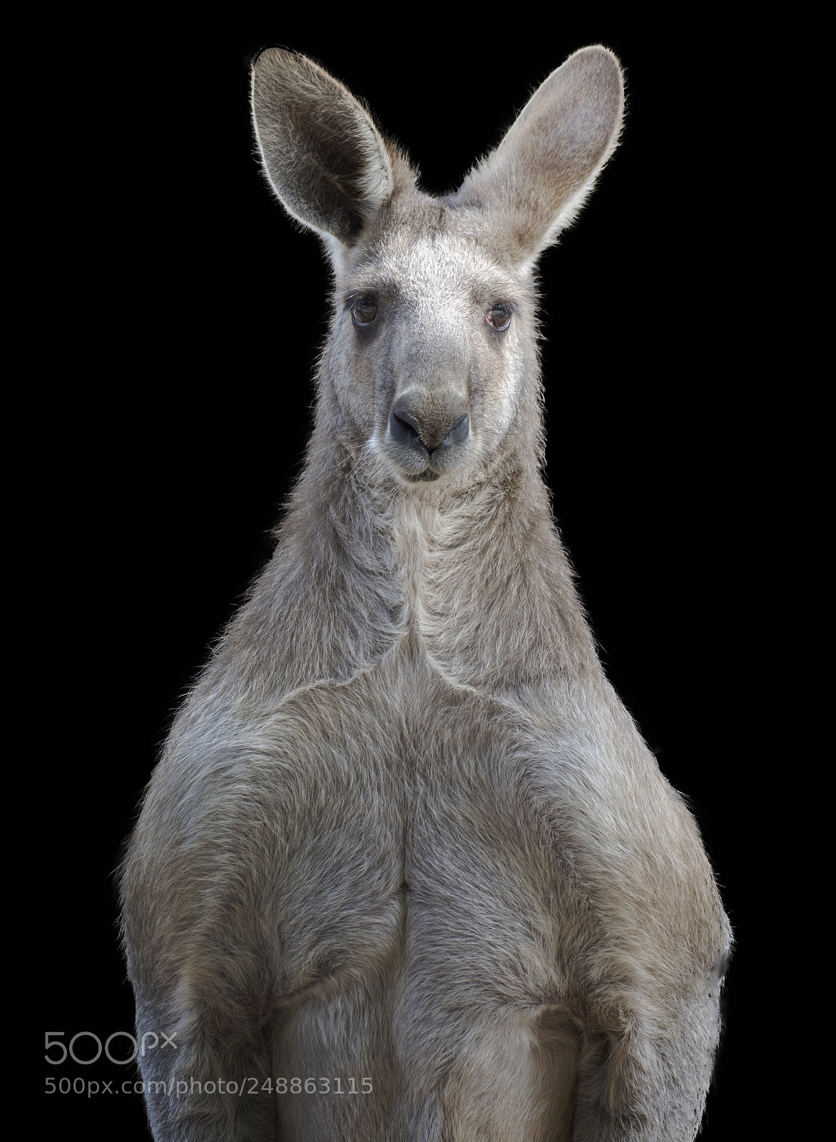Nikon D7100 sample photo. Animals photography