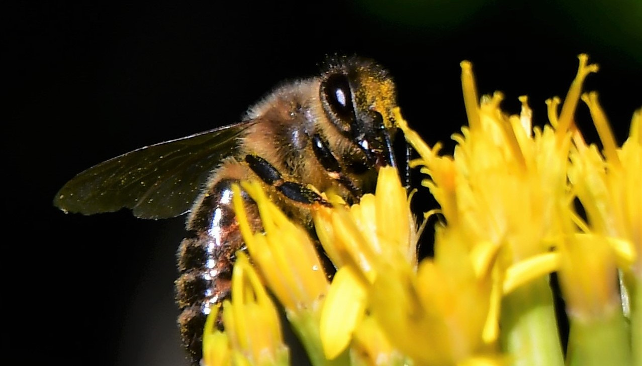 Nikon D500 sample photo. Abeille photography