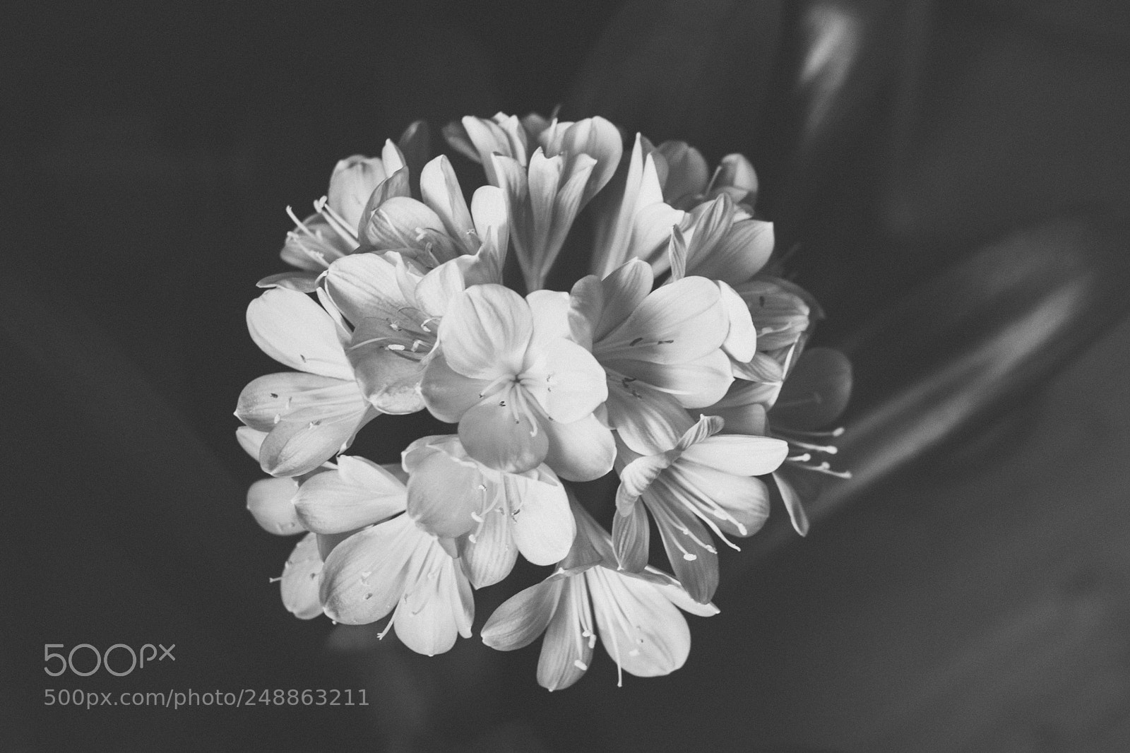 Nikon D5500 sample photo. Explosion de douceur photography