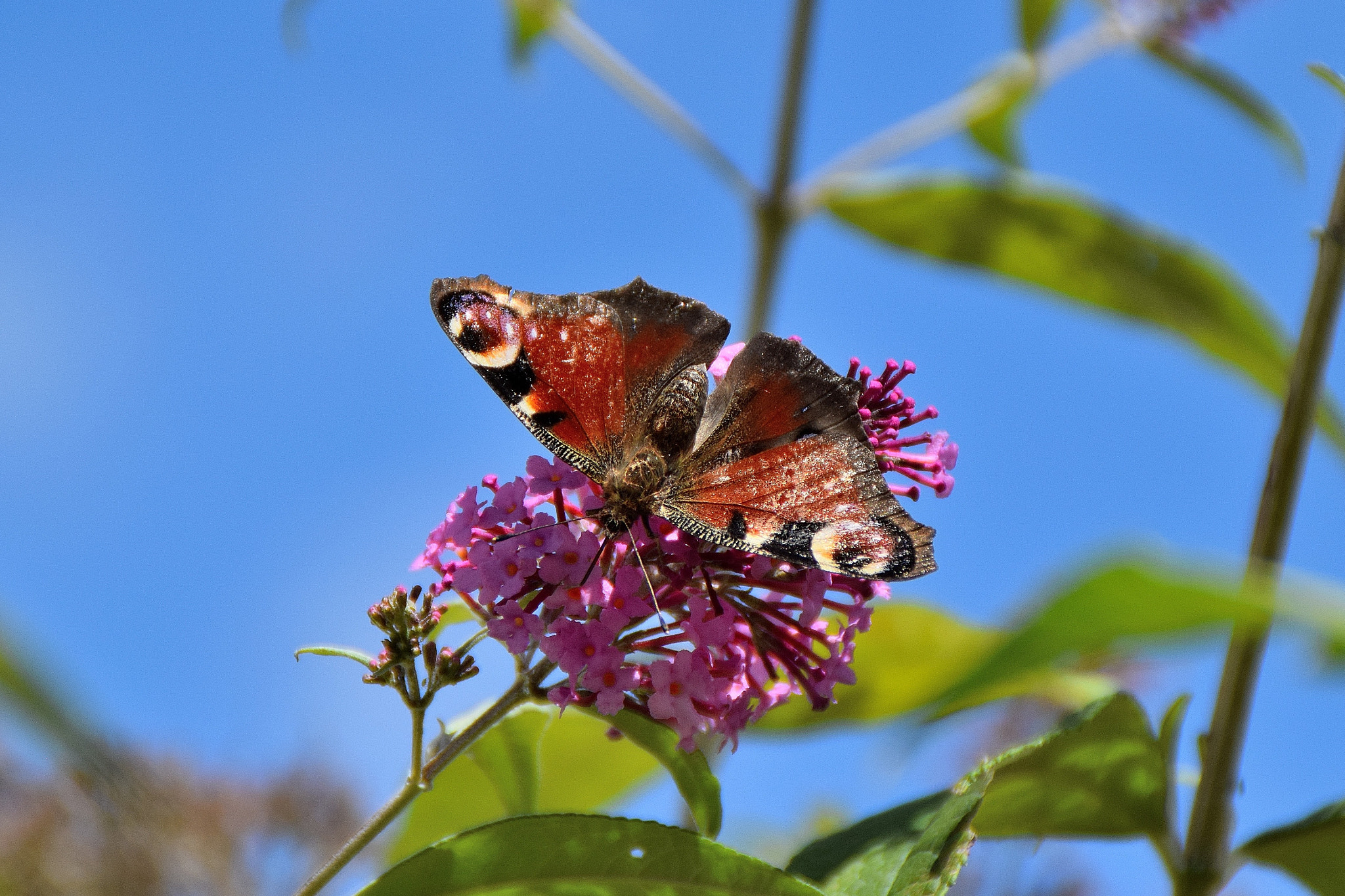 Nikon D3300 sample photo. Butterfly photography
