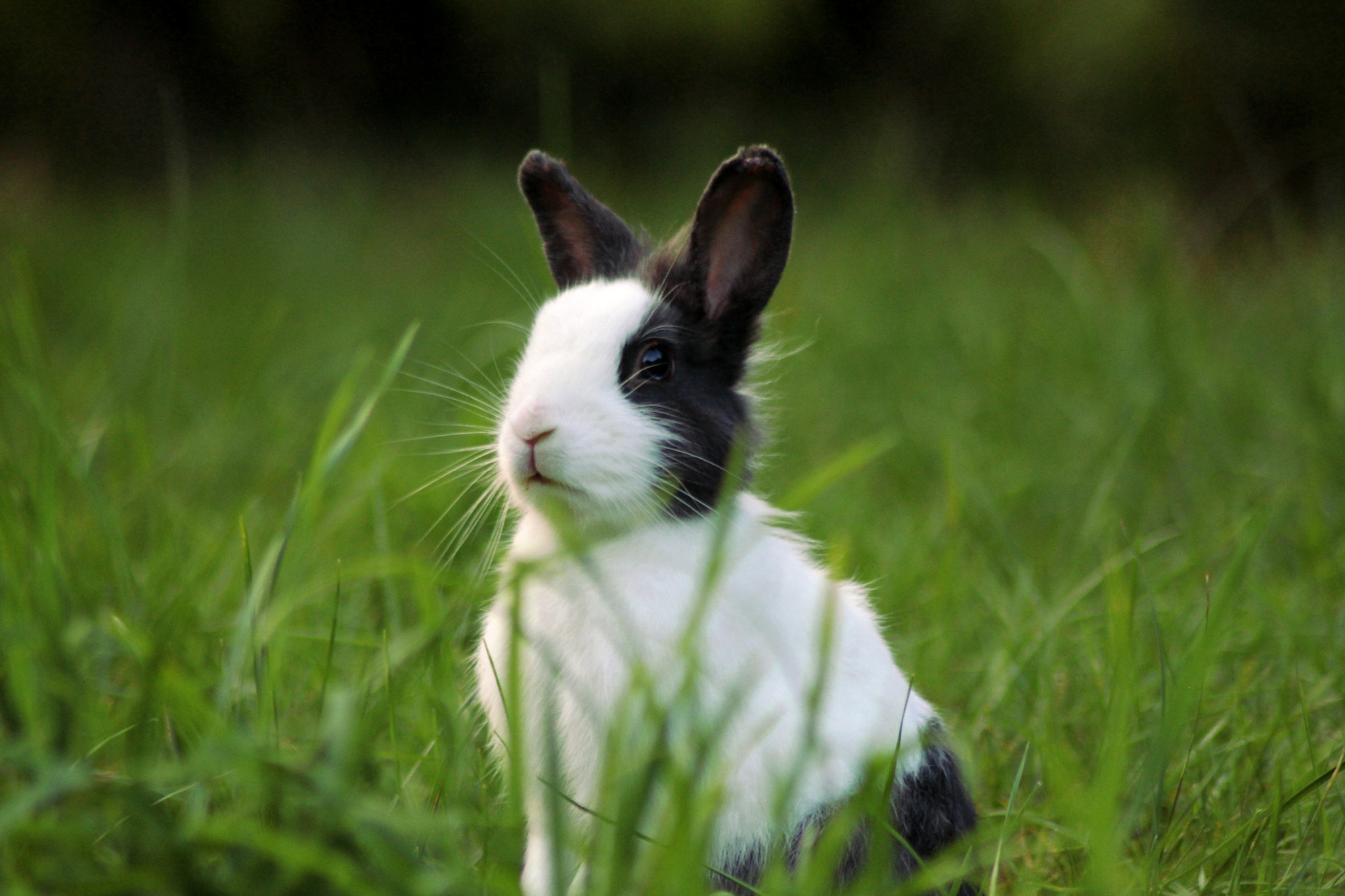 Canon EOS 700D (EOS Rebel T5i / EOS Kiss X7i) sample photo. Rabbit photography