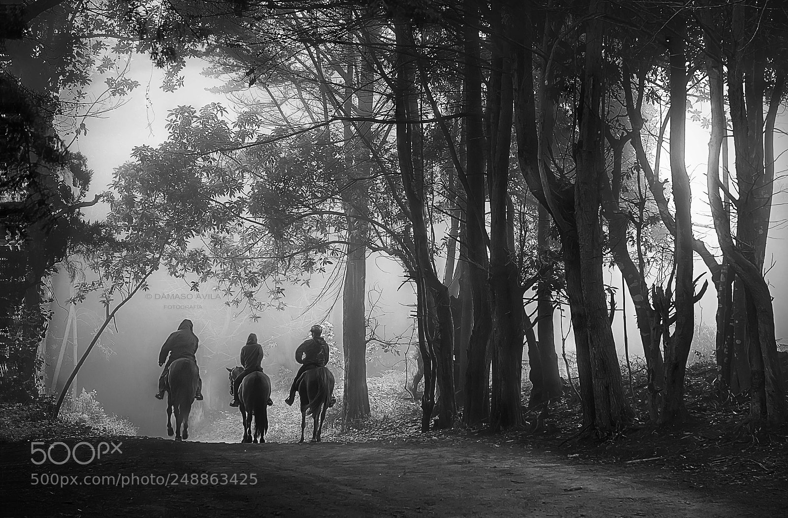 Canon EOS 5D sample photo. Horses in the fog photography