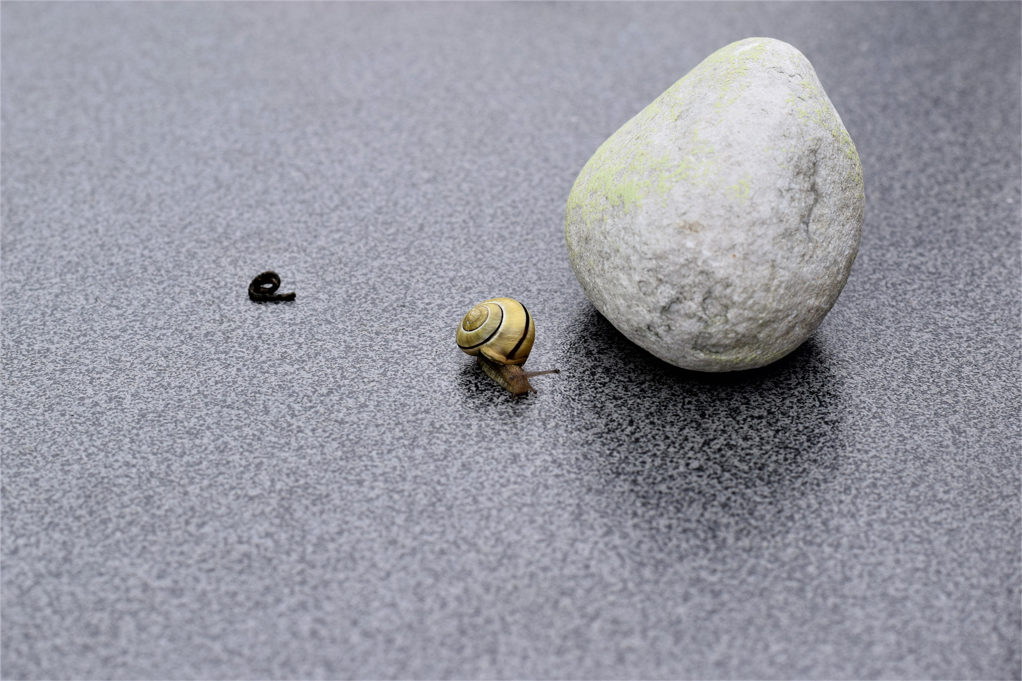 Nikon AF-S Nikkor 50mm F1.8G sample photo. Snail.jpg photography