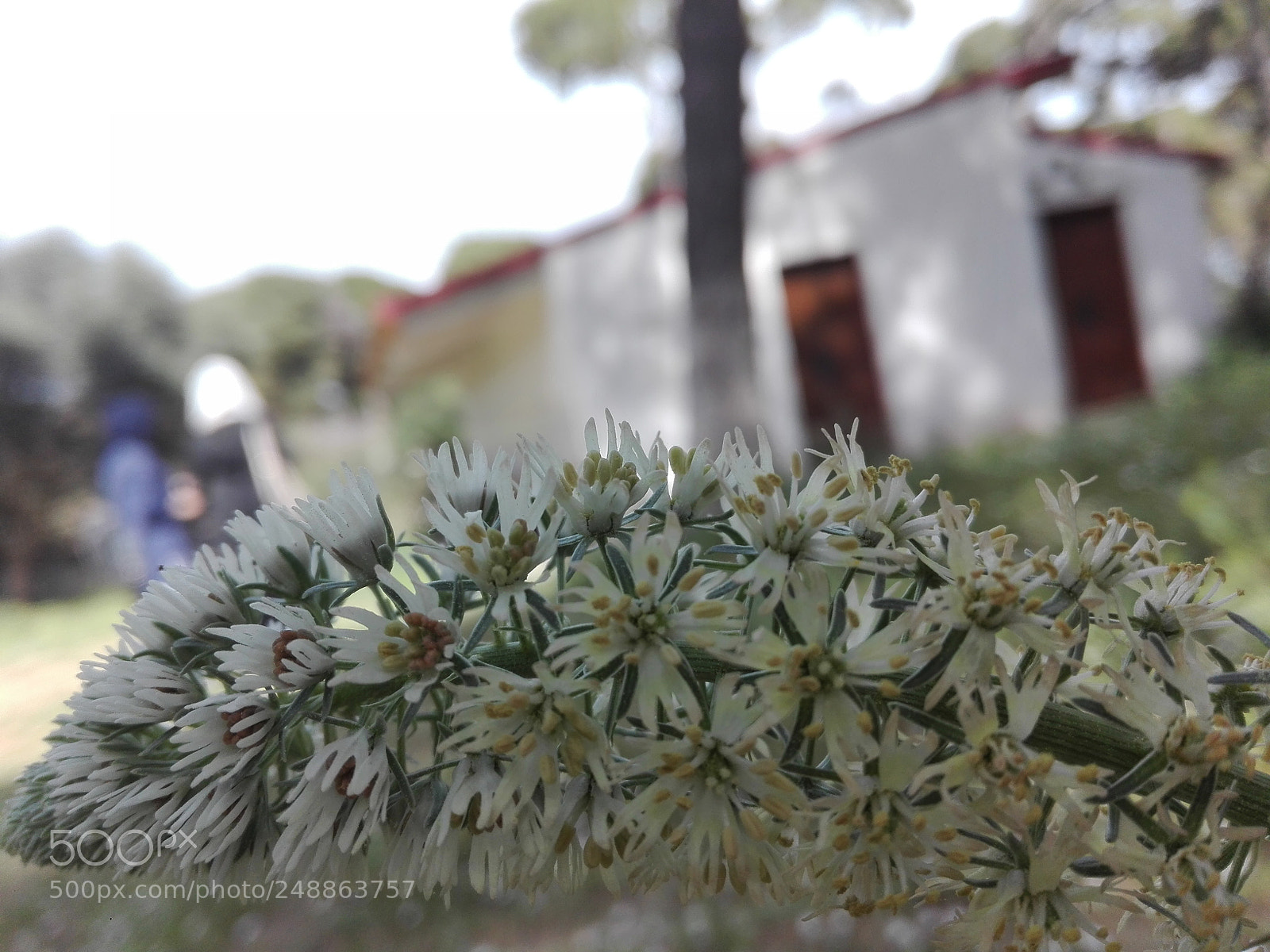HUAWEI Y6II sample photo. Untitled photography