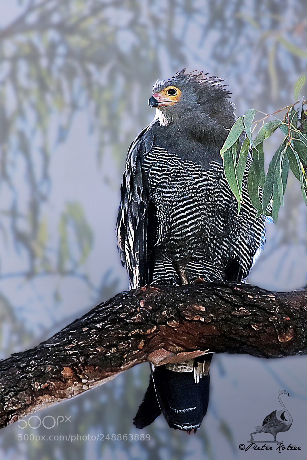 Canon EOS 80D sample photo. African harrier-hawk photography
