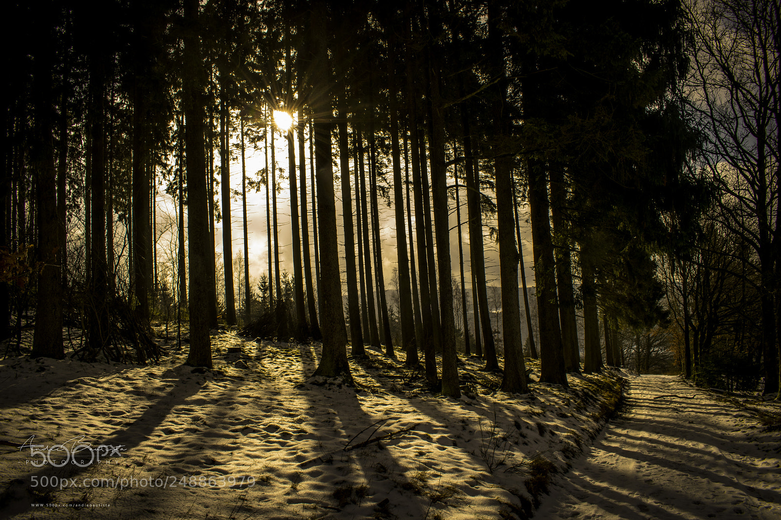 Nikon D3300 sample photo. Forest photography