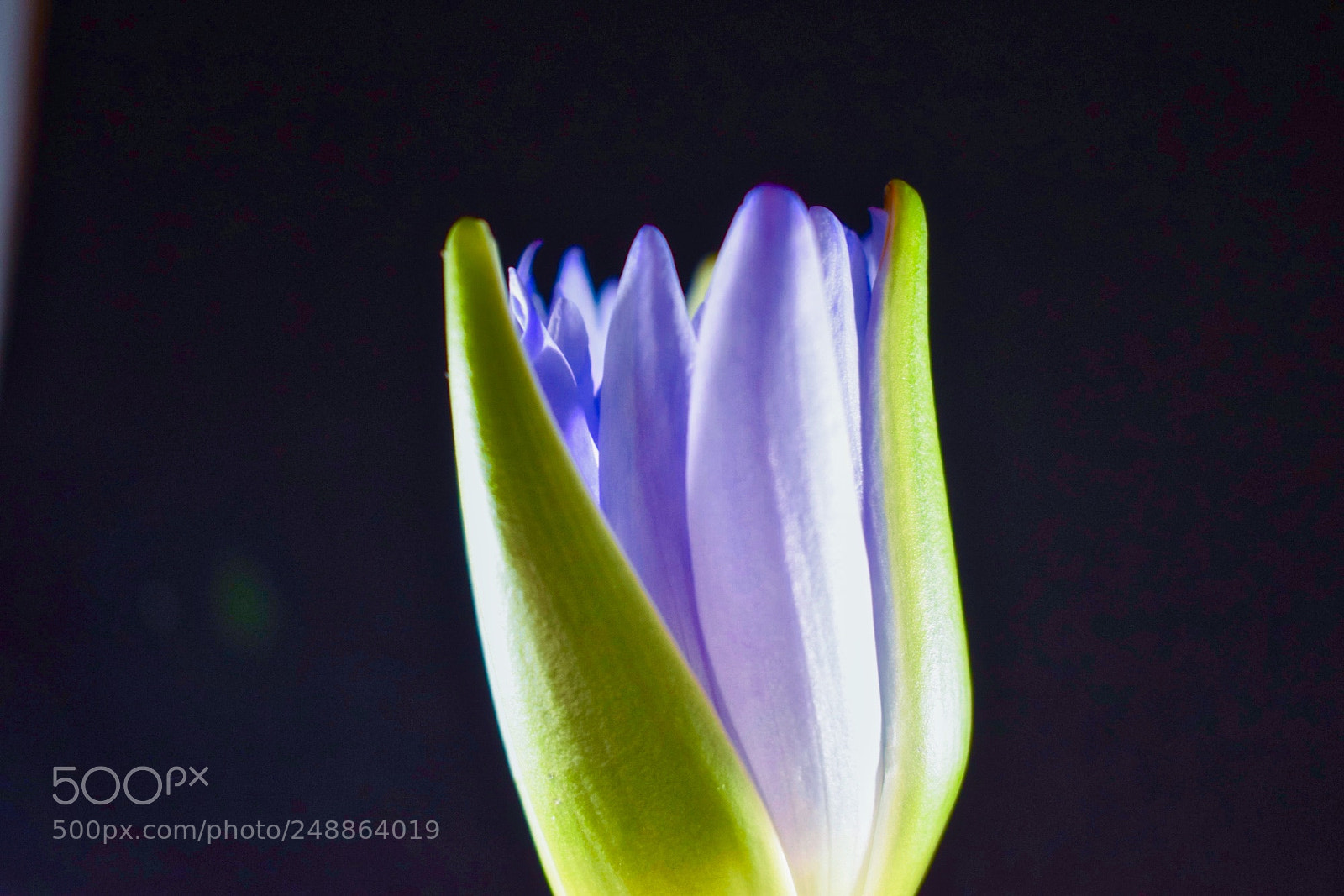 Nikon D5300 sample photo. Water lily photography