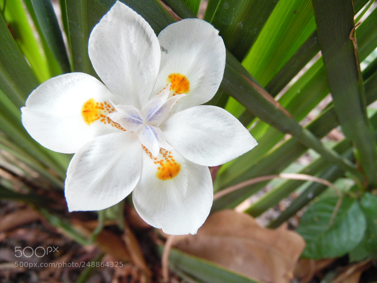 Samsung WB1100F/WB1101F/WB1102F sample photo. Be born... photography
