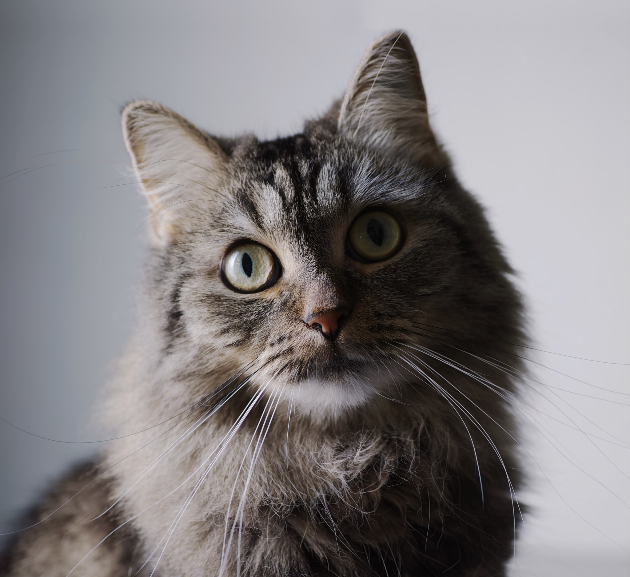 Sigma dp3 Quattro sample photo. Cat photography