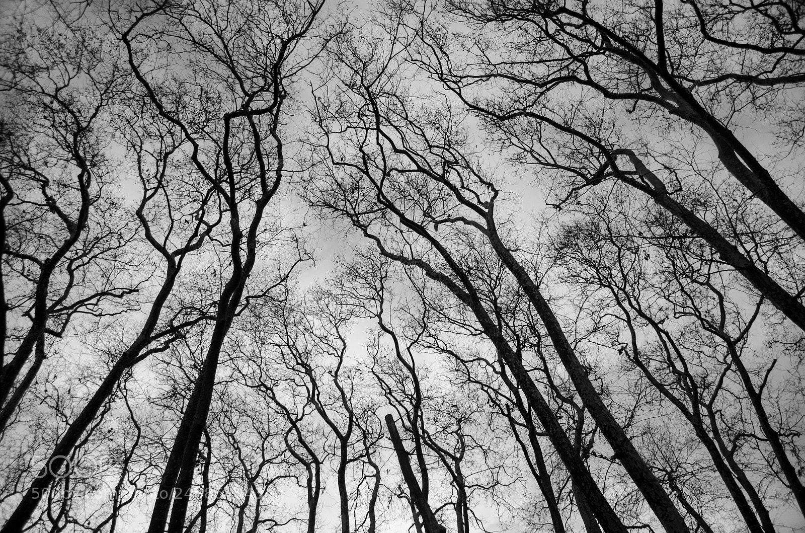 Nikon D5100 sample photo. Gülhane park photography