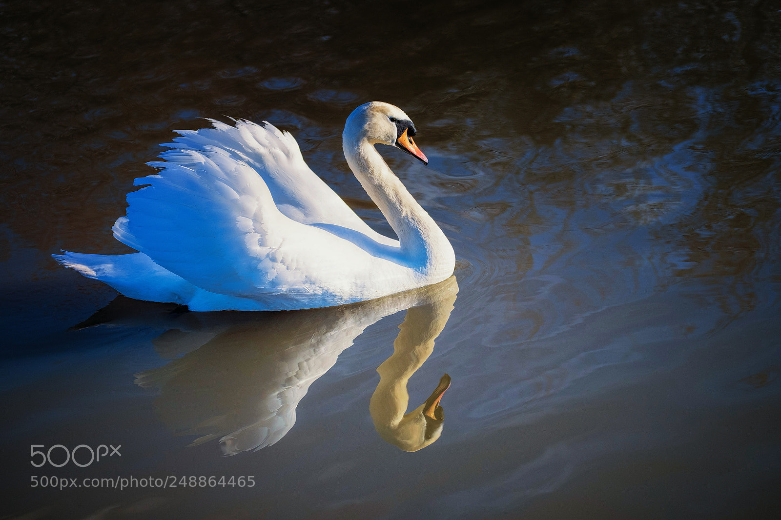 Fujifilm X-T1 sample photo. Swan lake photography
