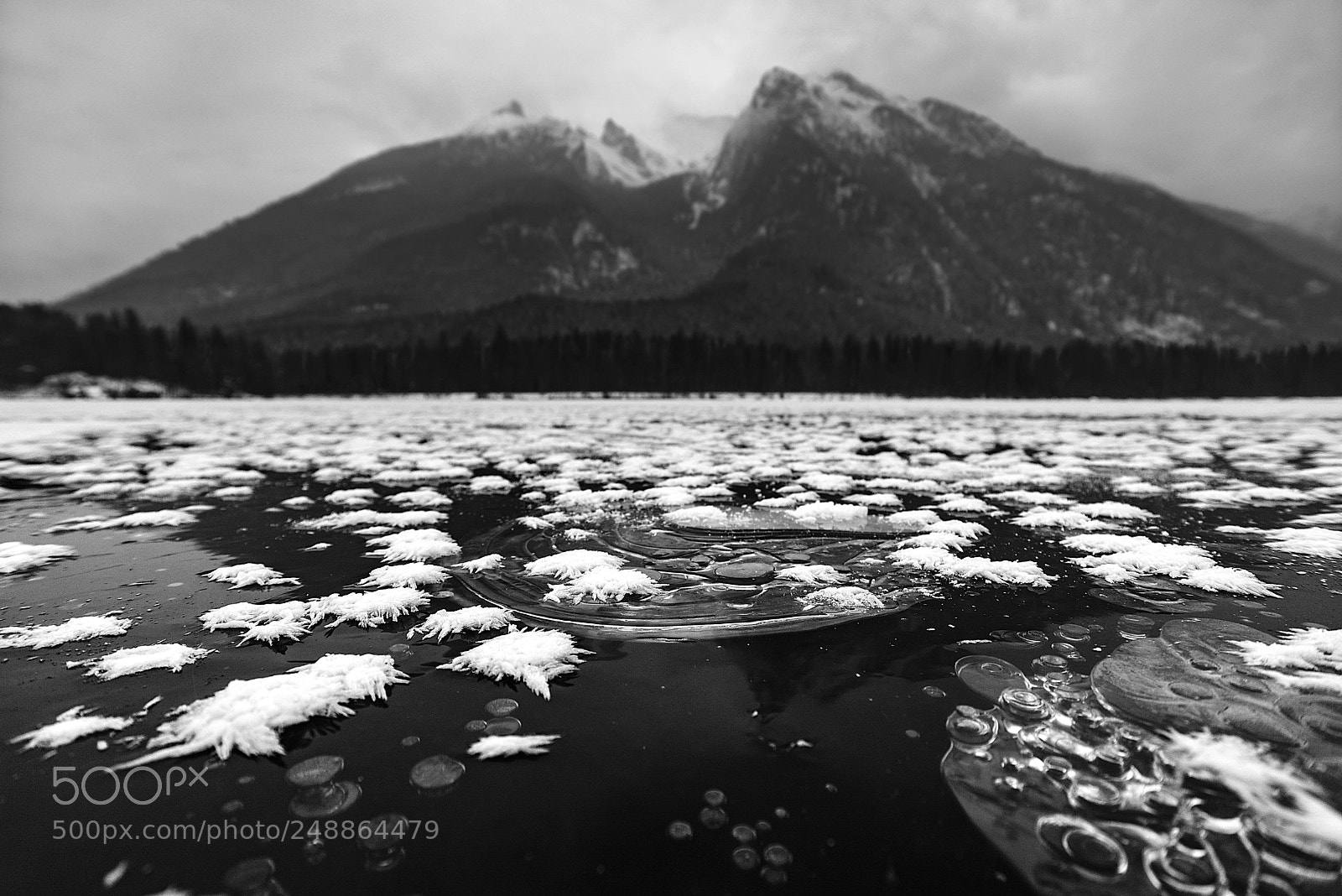 Nikon D600 sample photo. Snowflowers photography