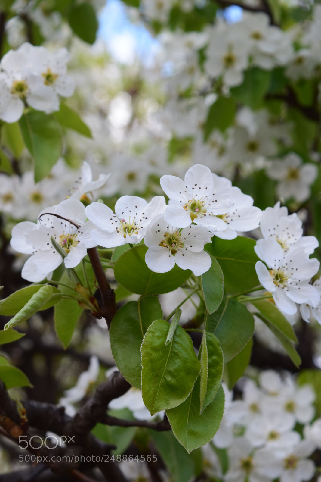 Nikon D3300 sample photo. Apple blossom photography