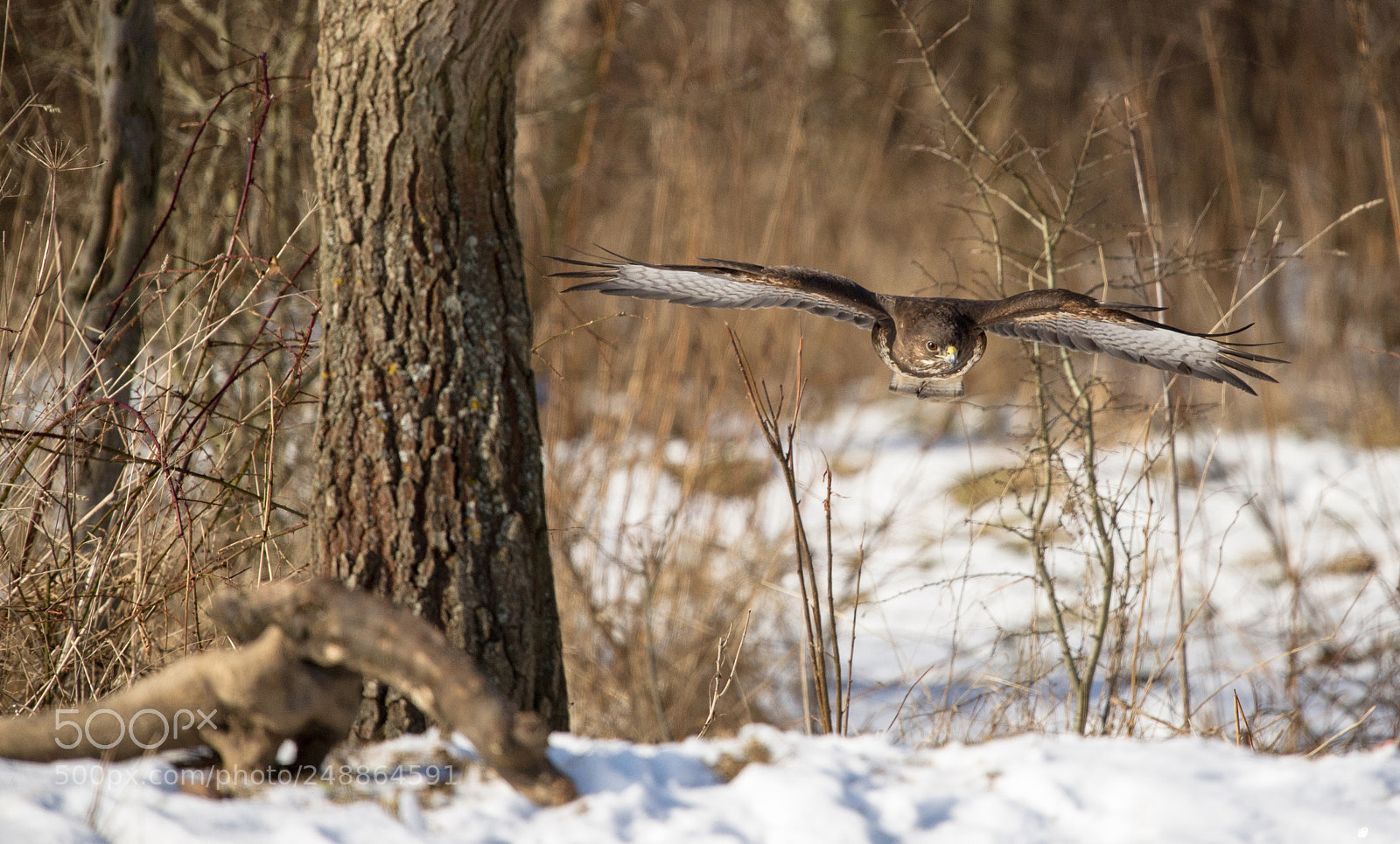 Nikon D3S sample photo. My first buzzard photography