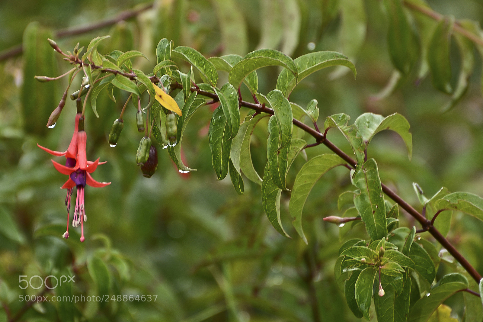 Nikon D7100 sample photo. Brincos de flores. photography