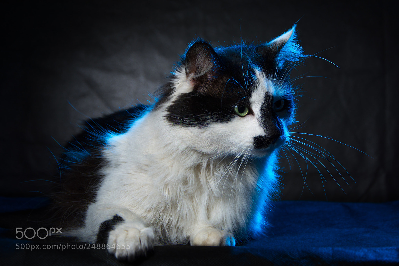 Nikon D7100 sample photo. Барсик photography