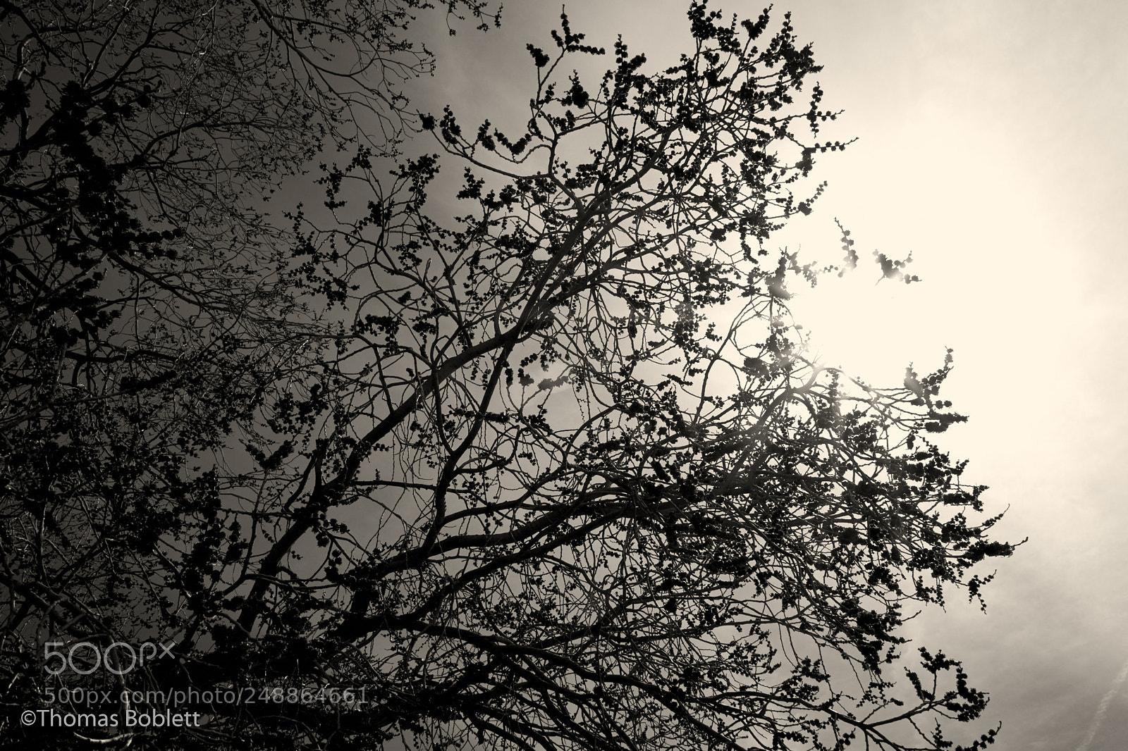 Fujifilm X-T2 sample photo. Branches photography