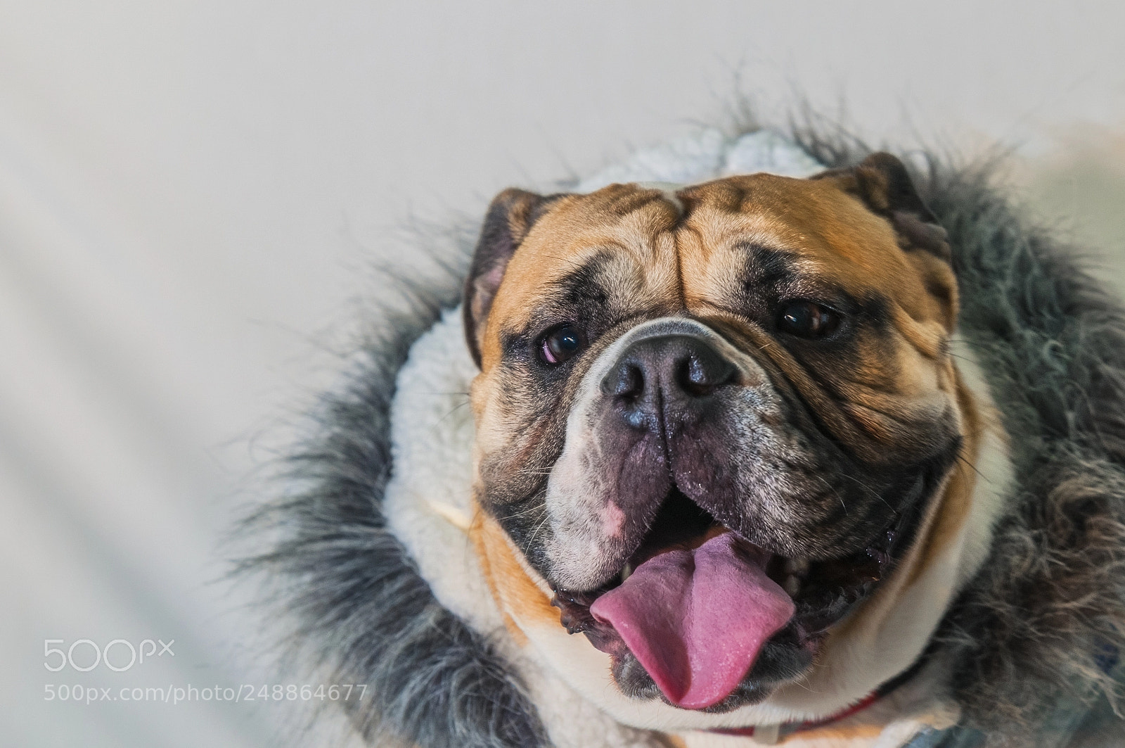Nikon D300 sample photo. Jabba the bulldog photography